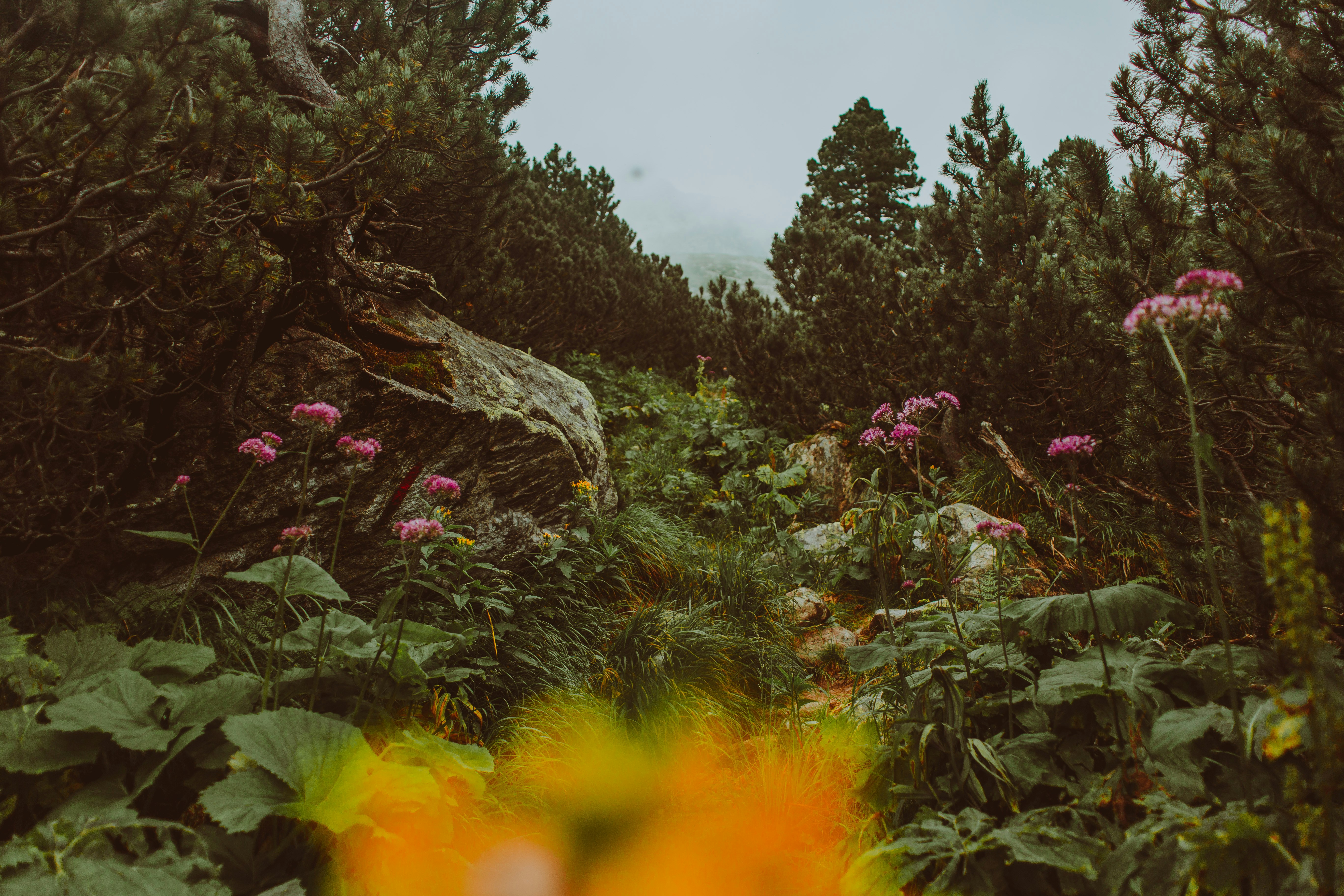 a group of plants and trees