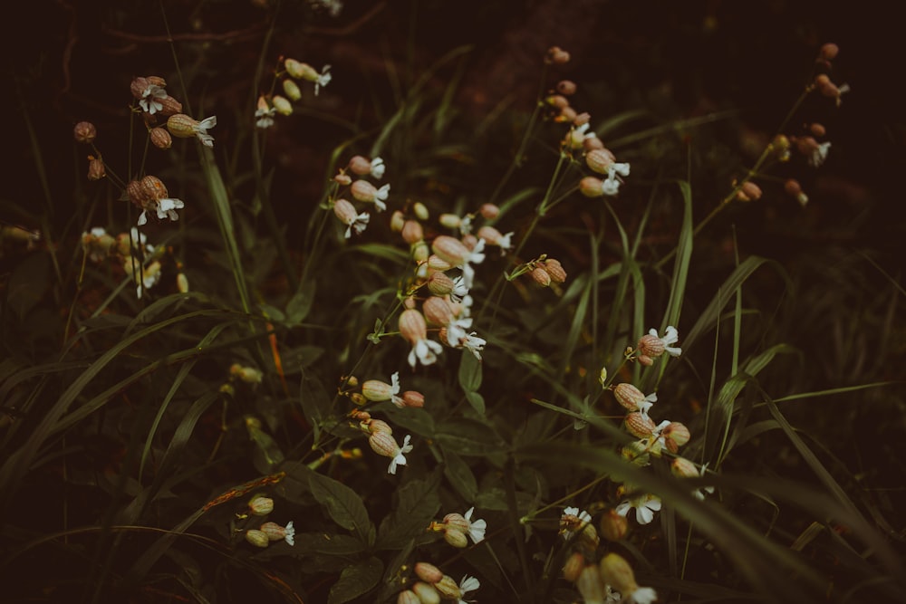 a close up of a plant