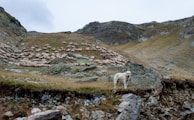 A shepherd’s dog alert and watchful, standing guard over the flock in a misty field.