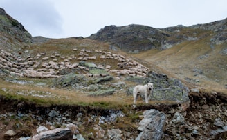 A shepherd’s dog alert and watchful, standing guard over the flock in a misty field.