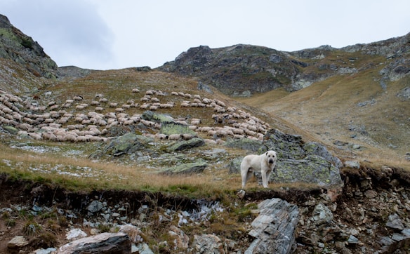 A dog stands guard on rocky terrain in the foreground, while a large herd of sheep grazes on a hilly landscape under an overcast sky.