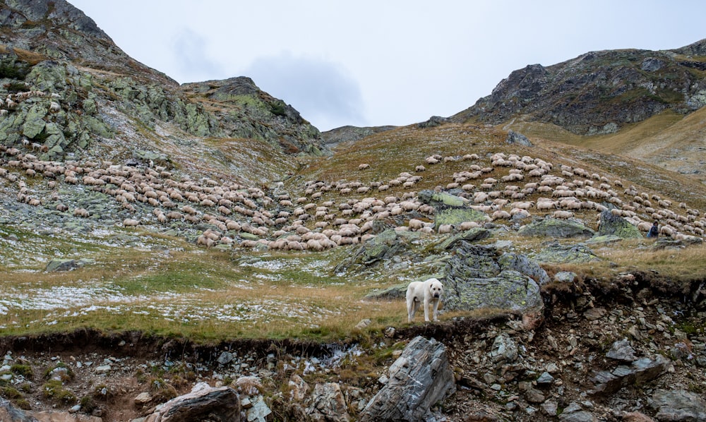 a dog walking on a rocky hillside