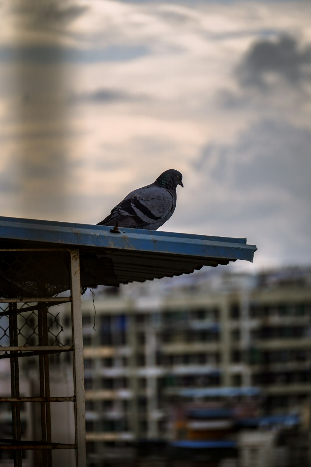 a bird sitting on a roof