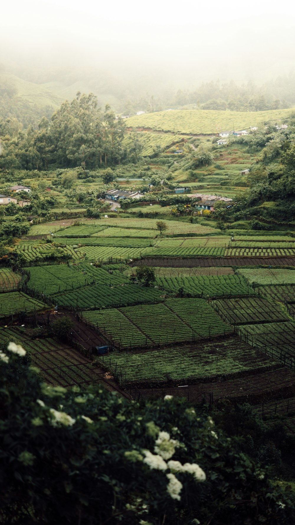 a large green field