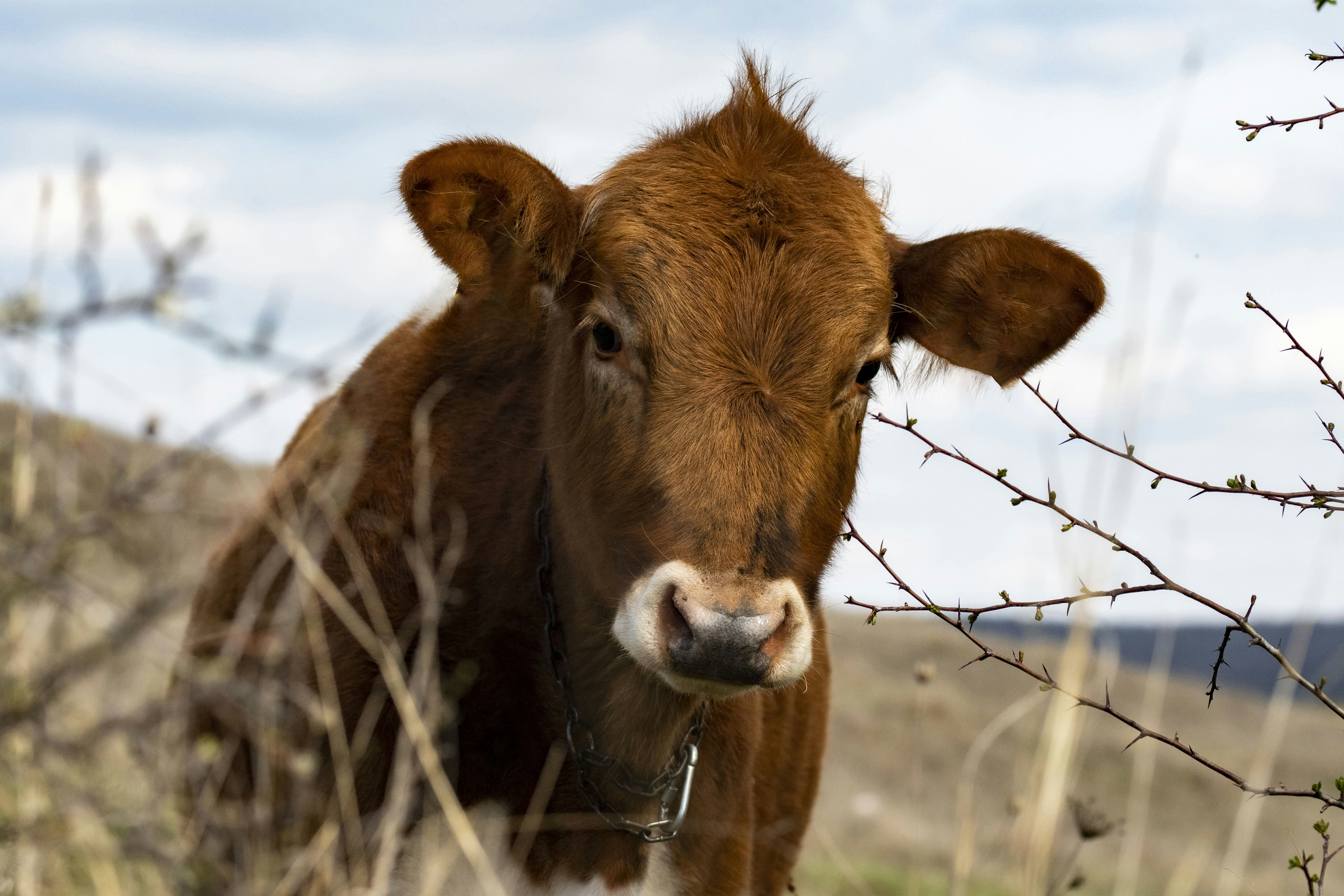 Photo by strinoiumarian