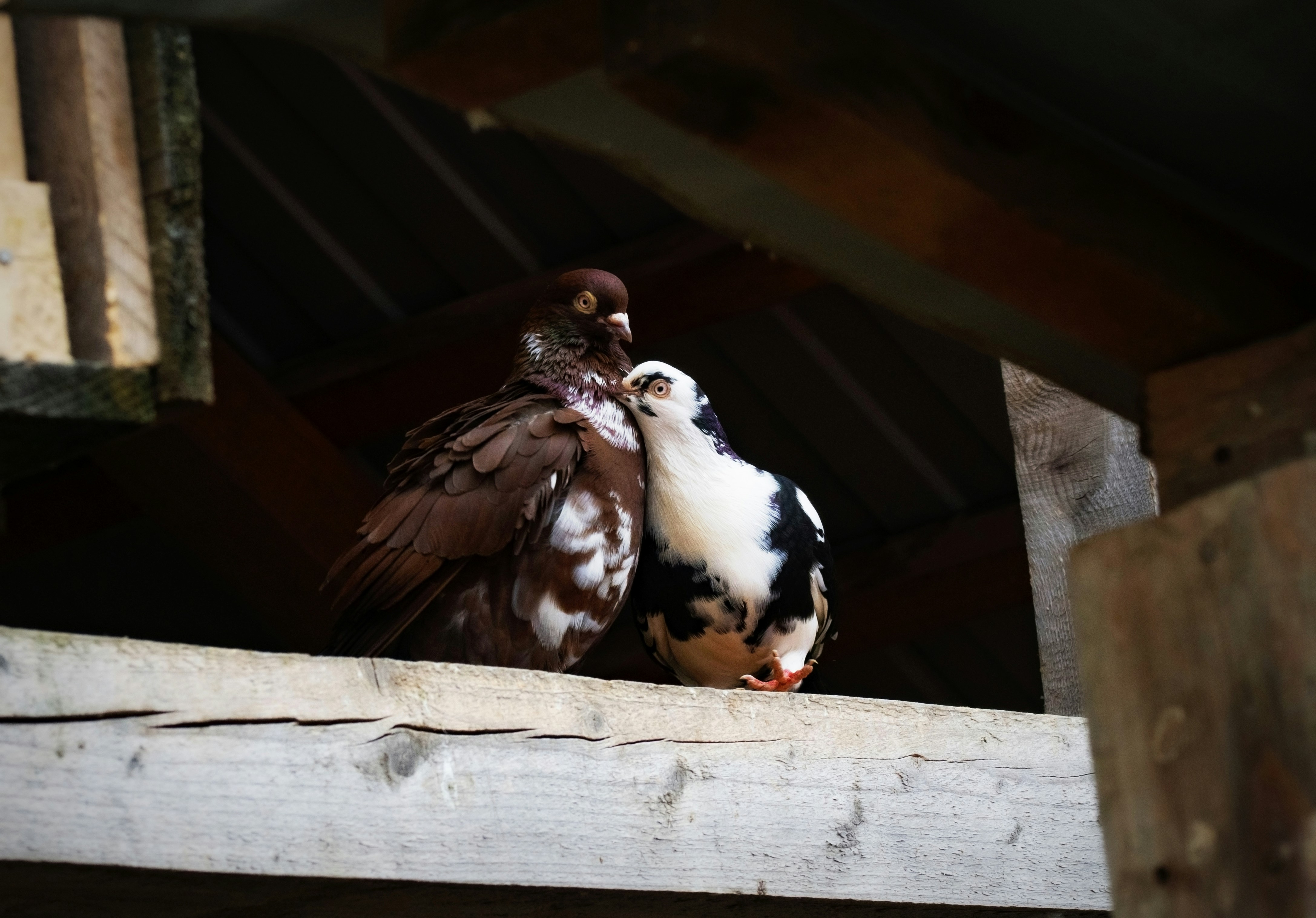 a couple of birds on a wooden fence