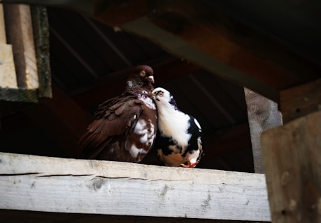 Two pigeons are perched closely together on a wooden beam. The setting appears to be within a rustic structure, possibly a barn or shed. One pigeon has predominantly dark brown feathers with some lighter patches, while the other is mostly white with black markings. They seem to be resting comfortably.