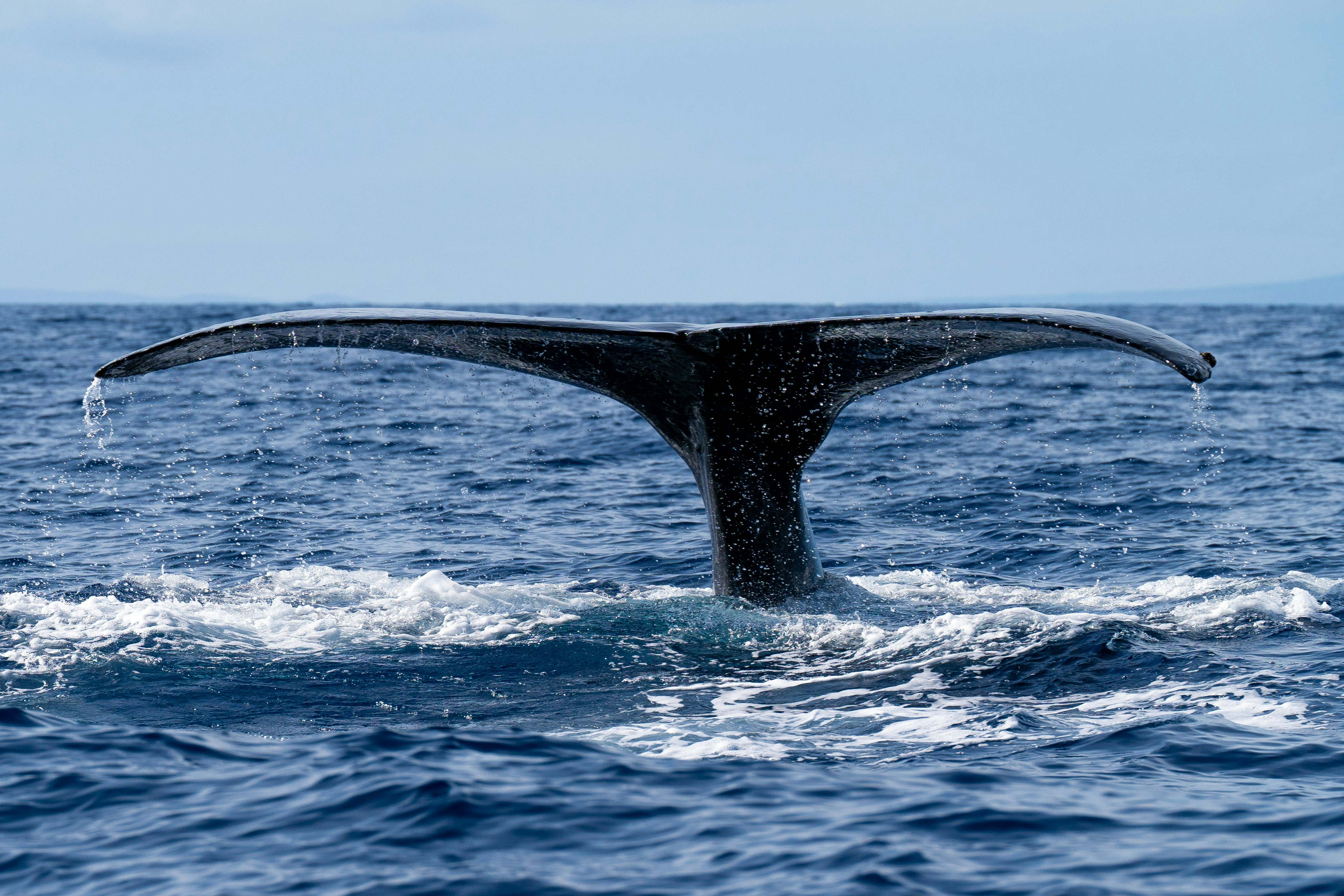 a whale tail coming out of the water