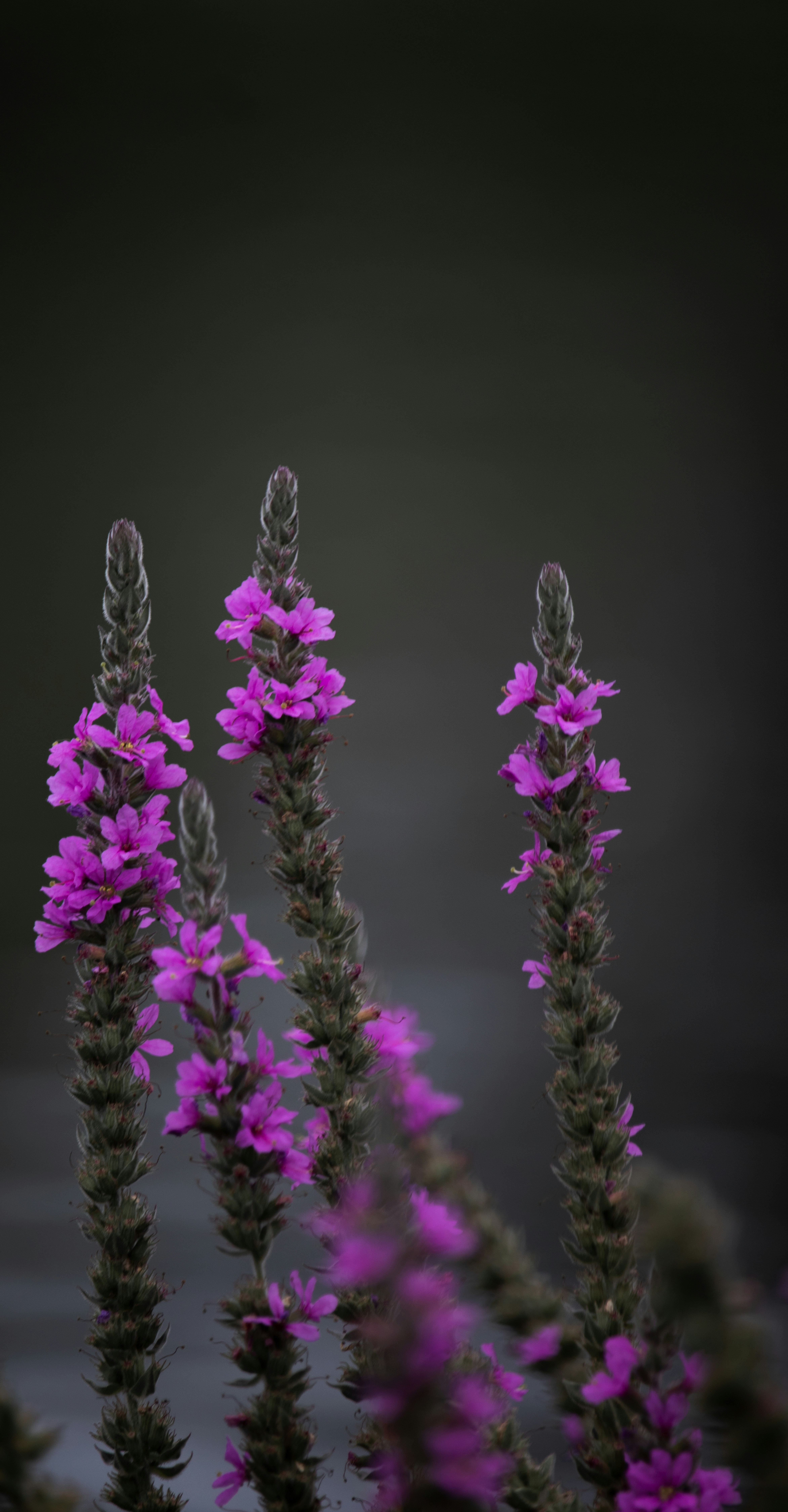 Photo by sinabahar76