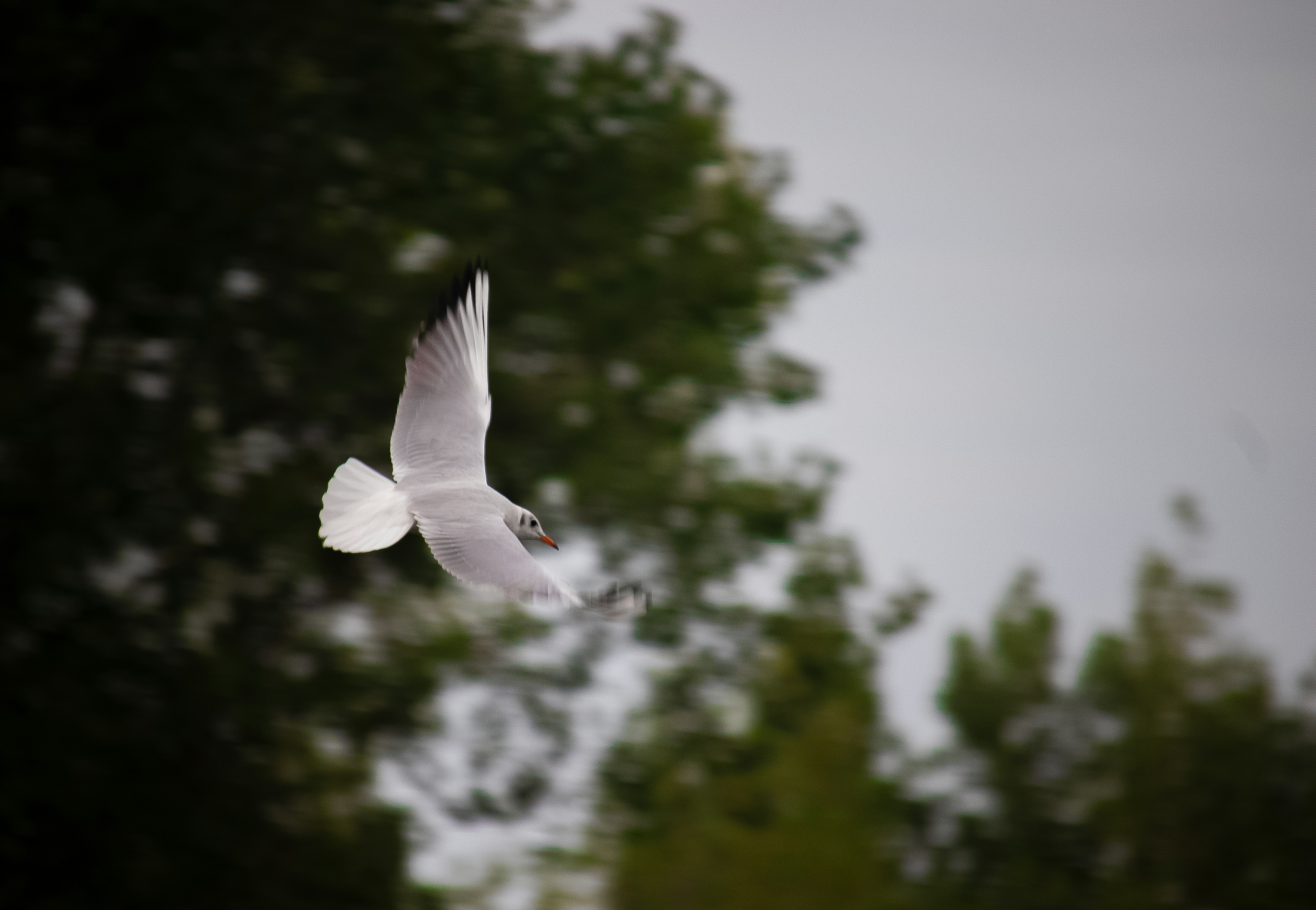 Photo by sinabahar76