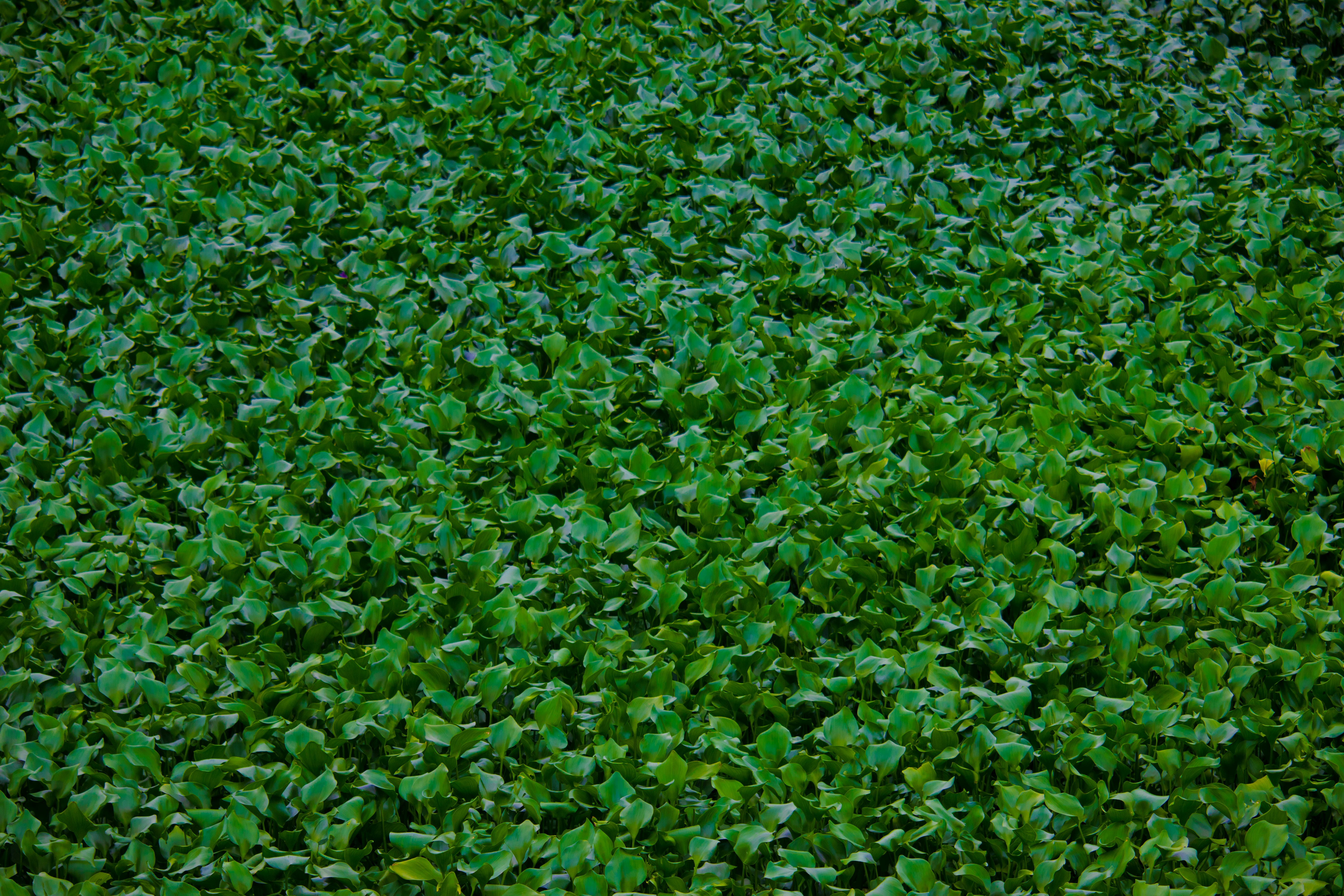 Photo by sinabahar76