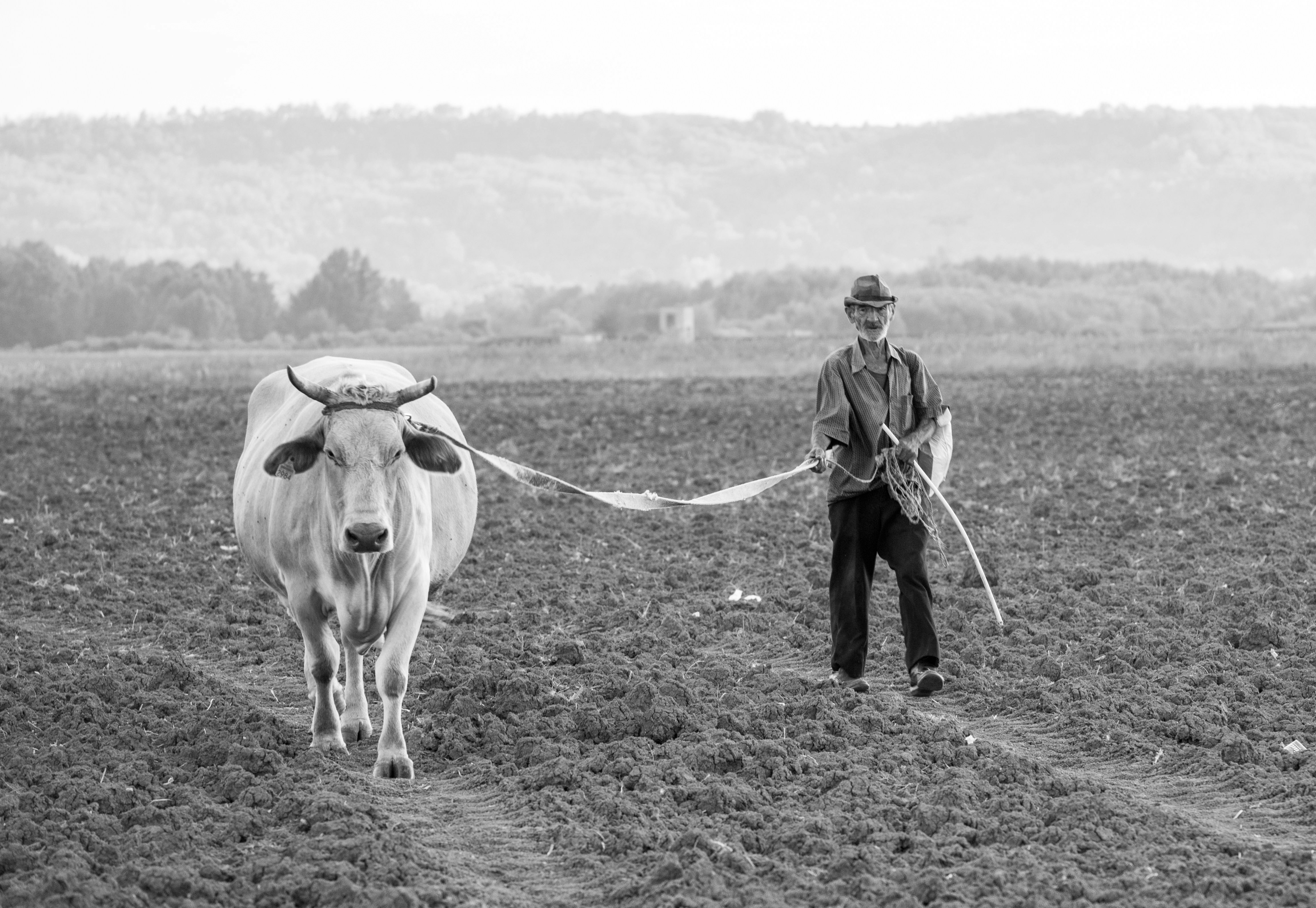 Farmer with livestock consultation