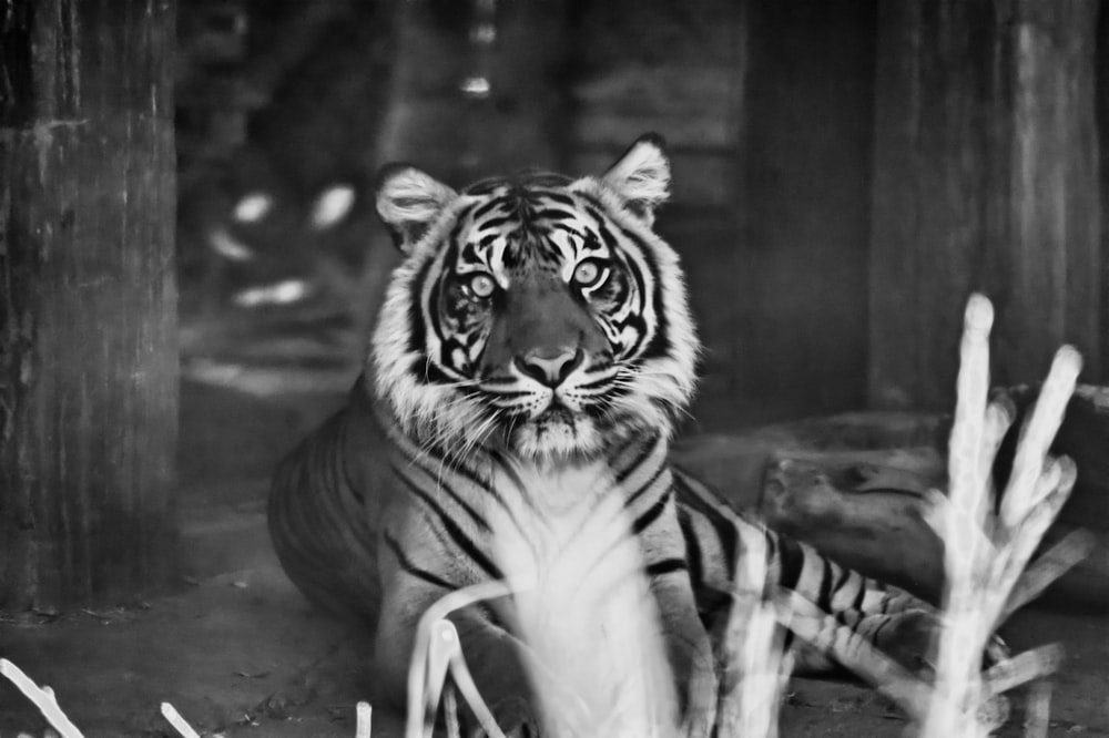 a tiger in a zoo exhibit