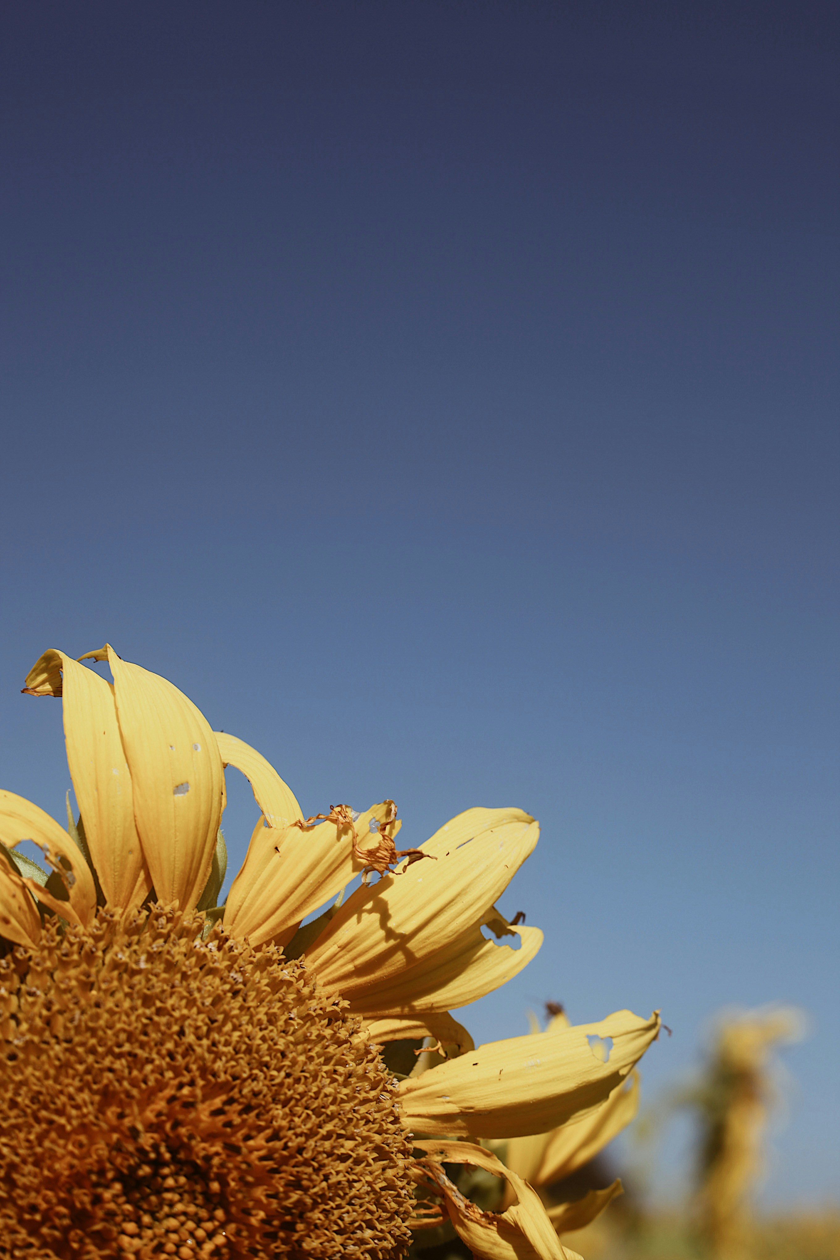 Photo by earthtokarly