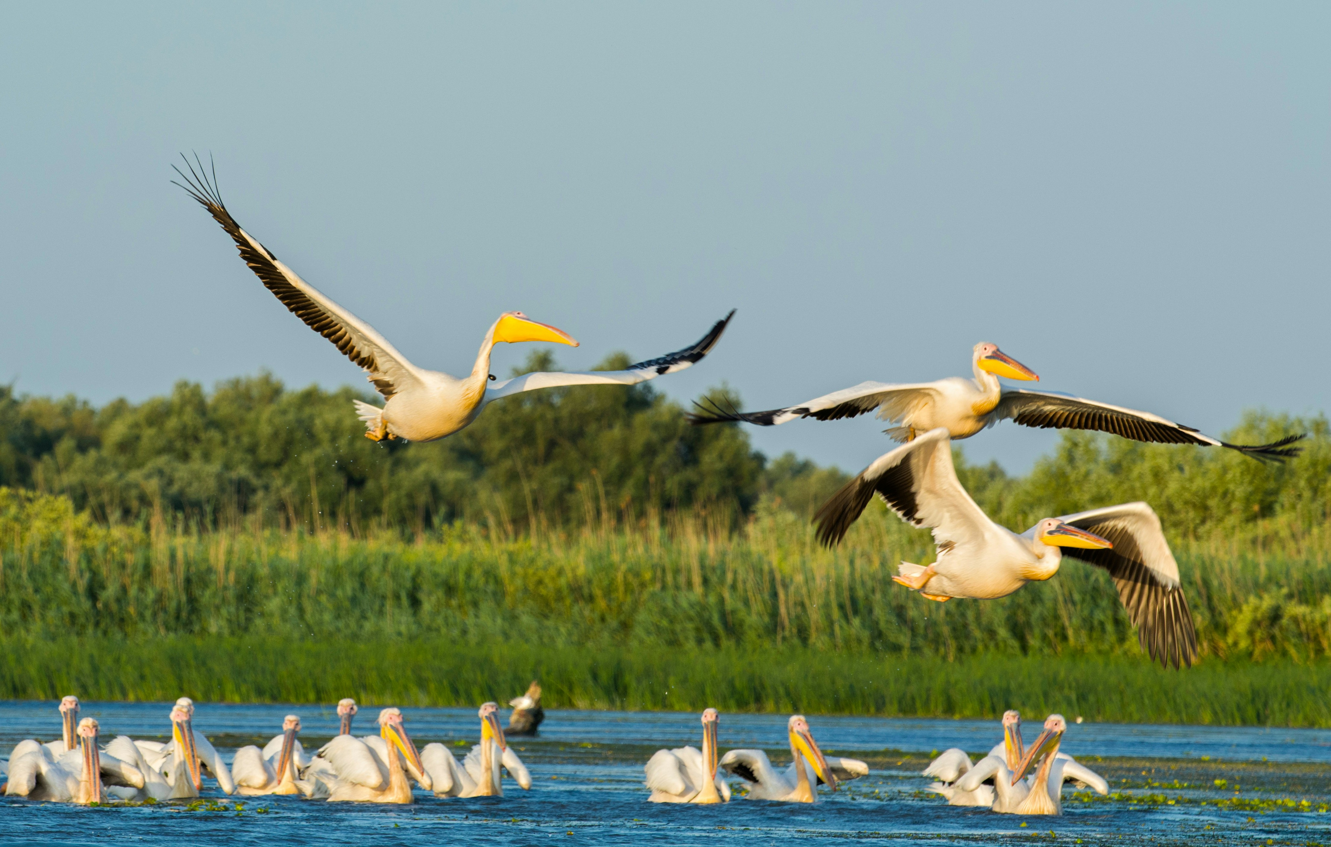 Photo by strinoiumarian