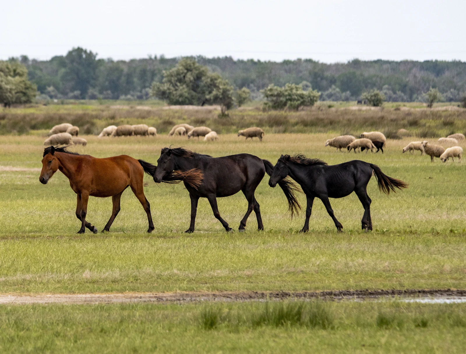 Horses running in an open field