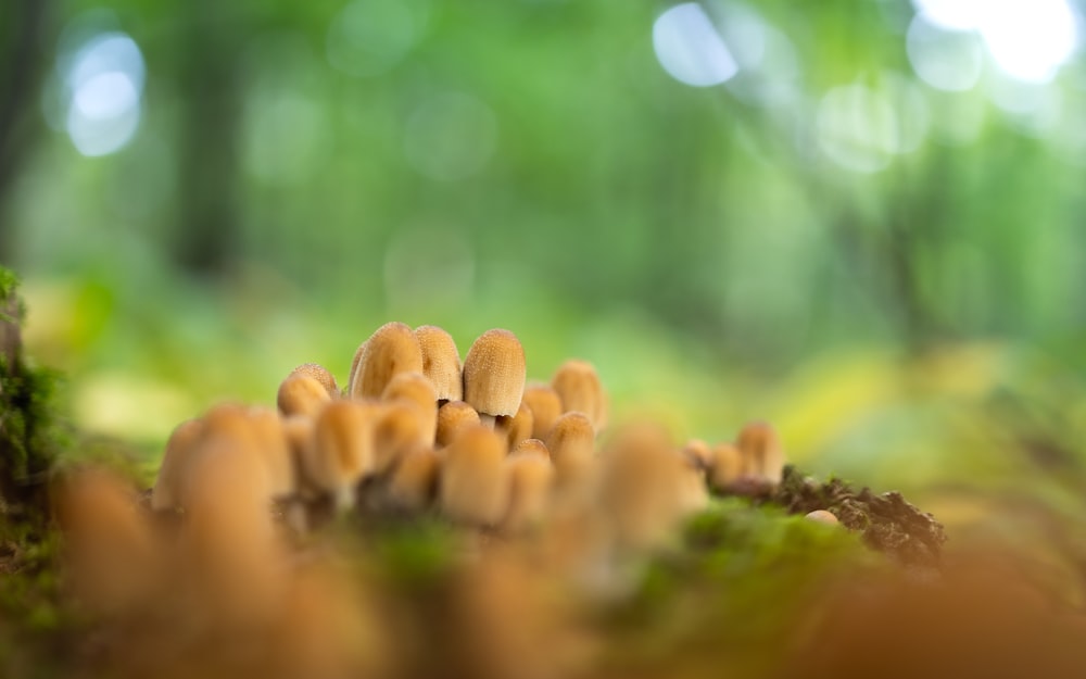 a group of mushrooms growing in the forest