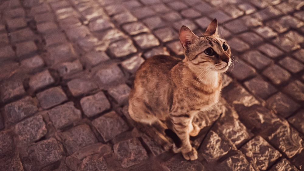 a cat lying on a brick surface