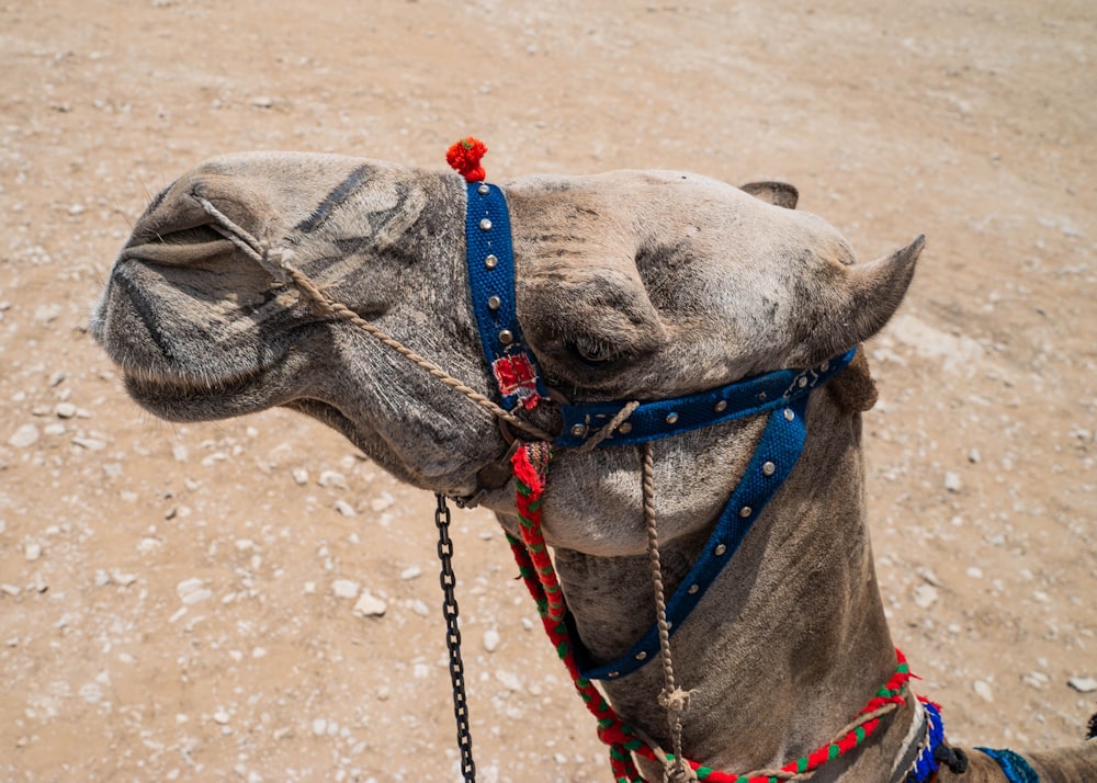 a camel with a flower on its head