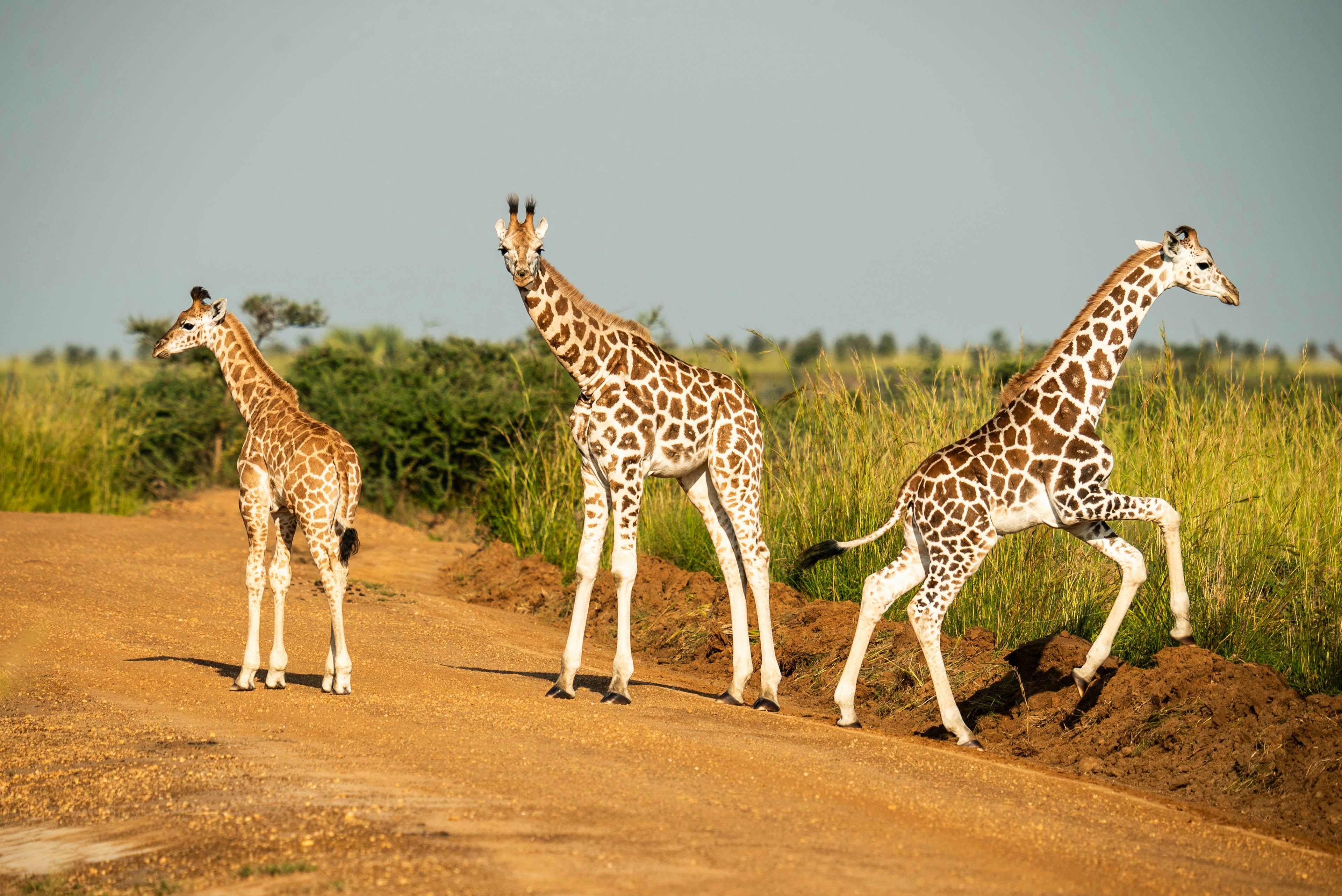 a group of giraffes walking on a dirt road, A herd of Giraffes crossing the road in Murchison Falls National Park.