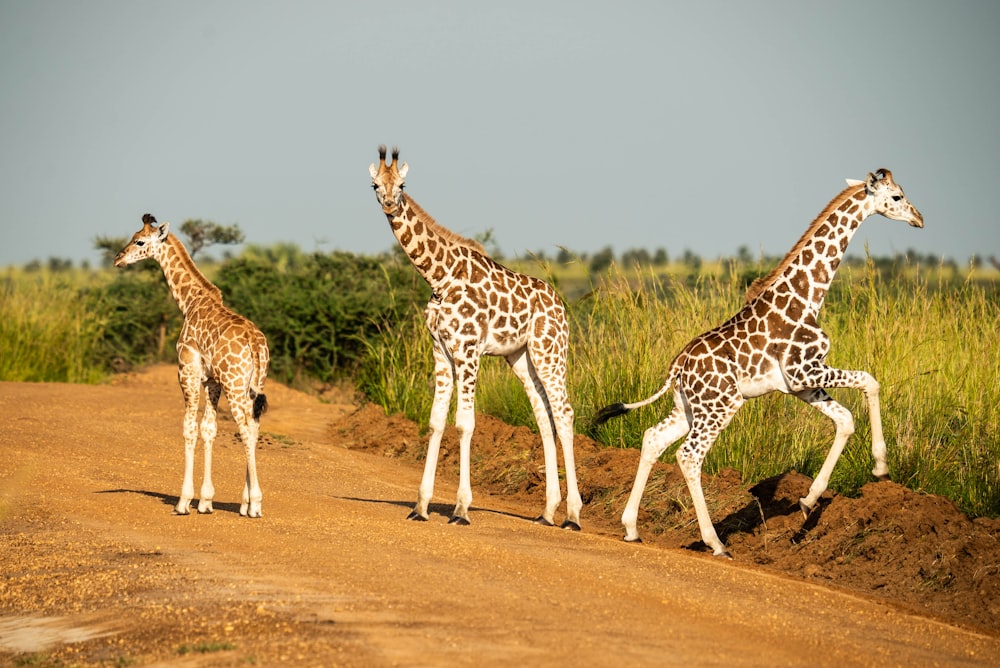 a group of giraffes walking on a dirt road