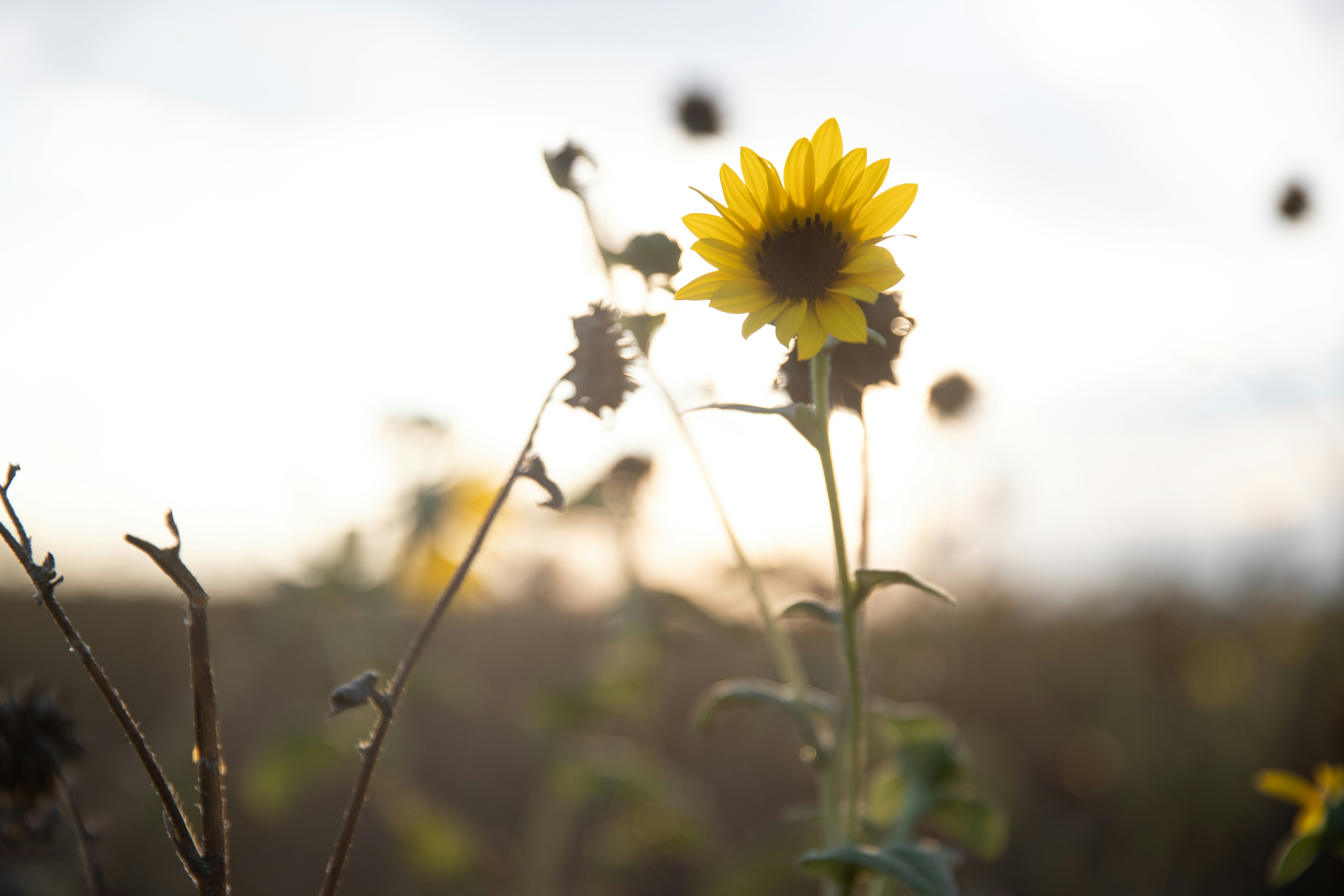 Photo by jakeforsher