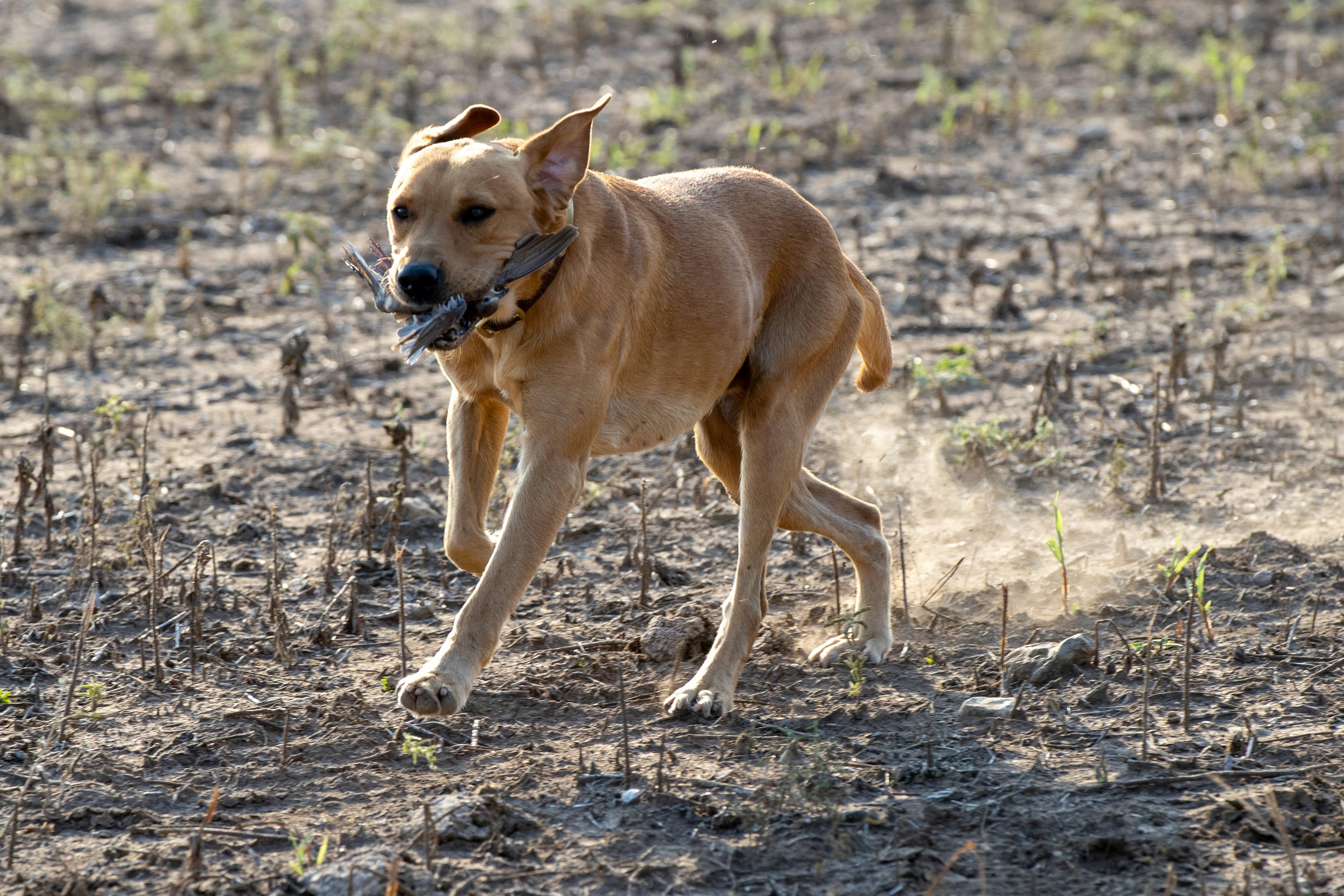 Photo by jakeforsher