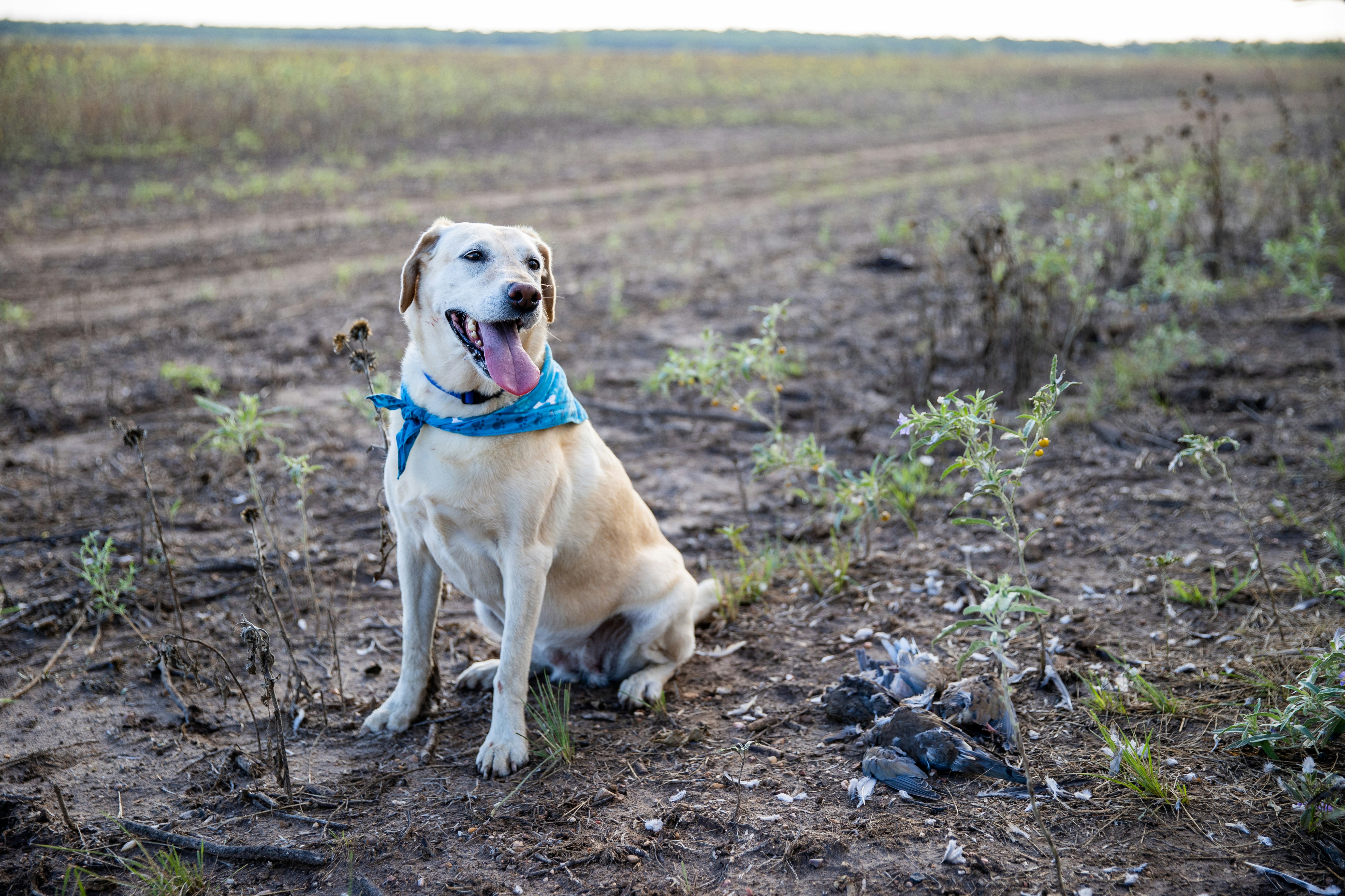a dog sitting in a field