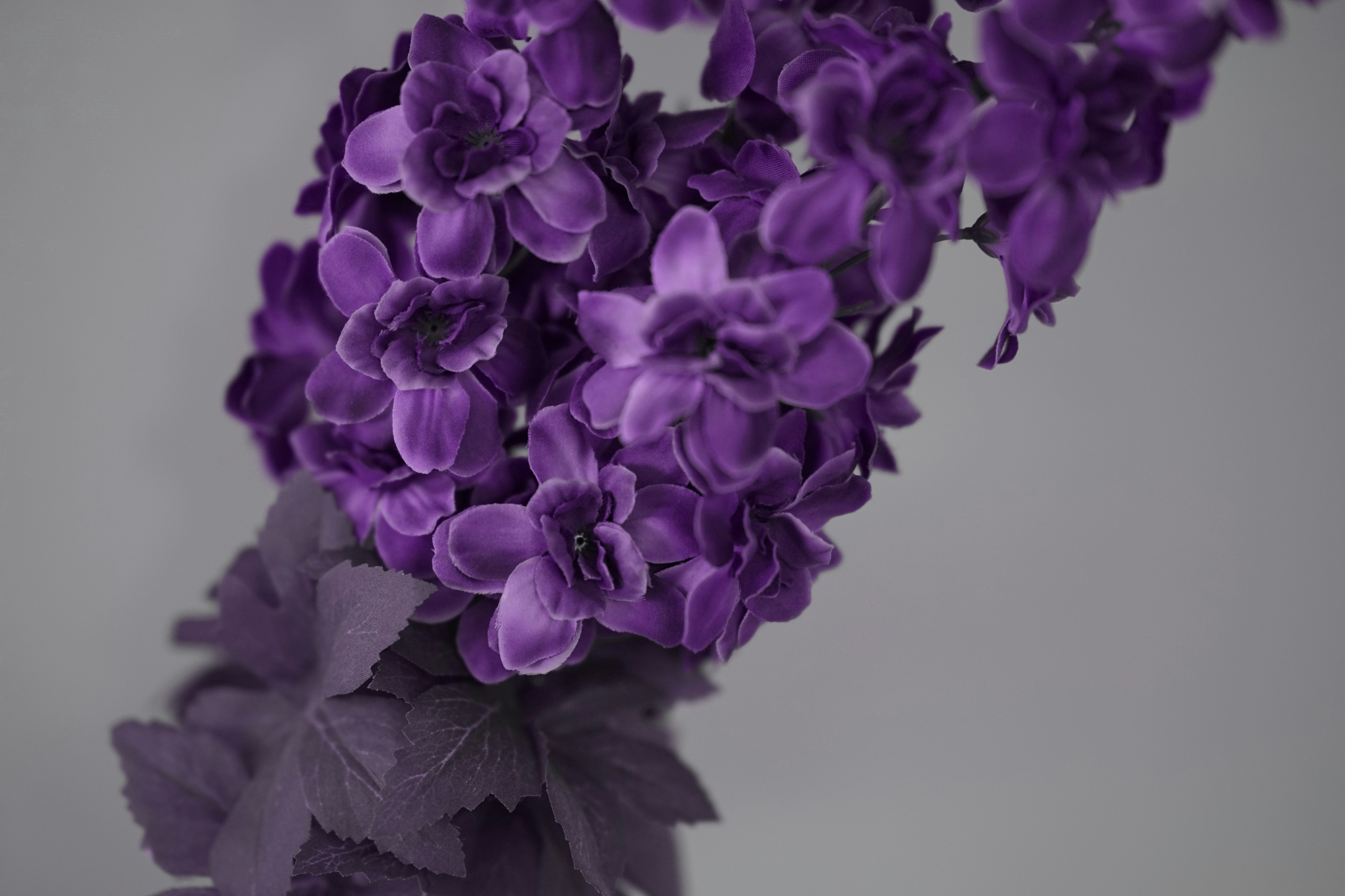 a group of purple flowers