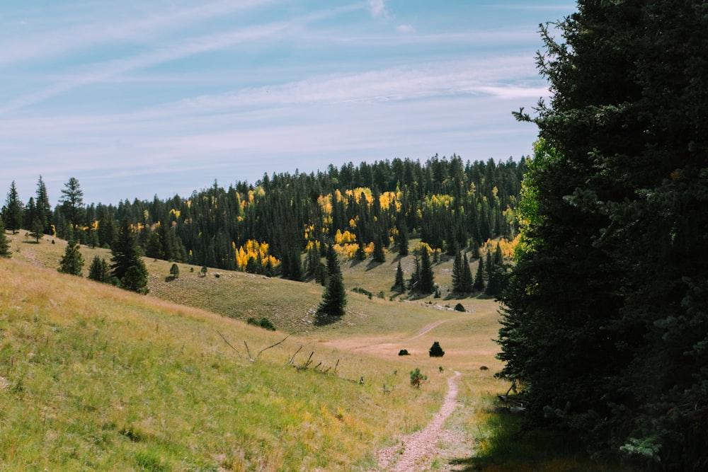 a dirt road in a field with trees and a dirt path