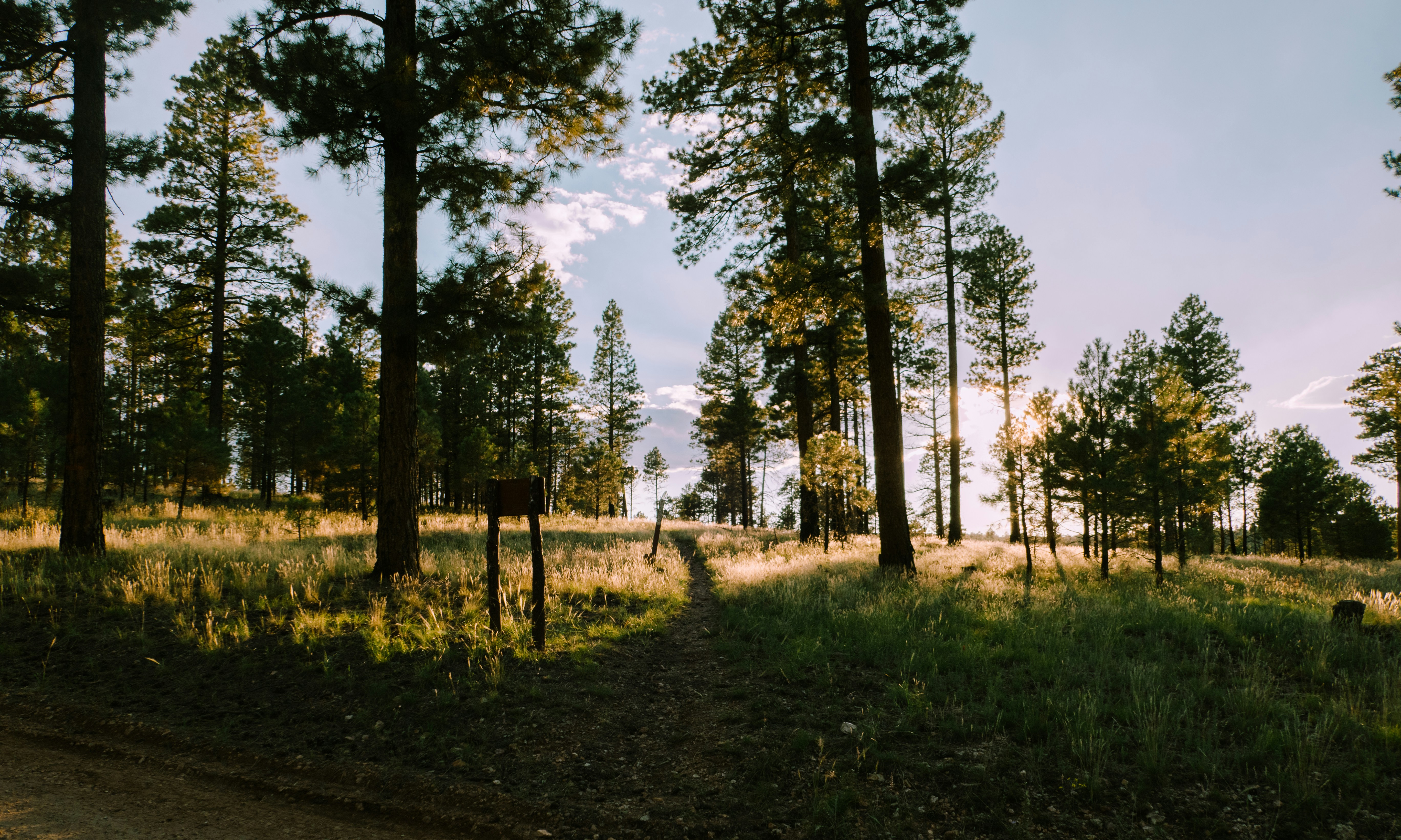 a grassy area with trees in it