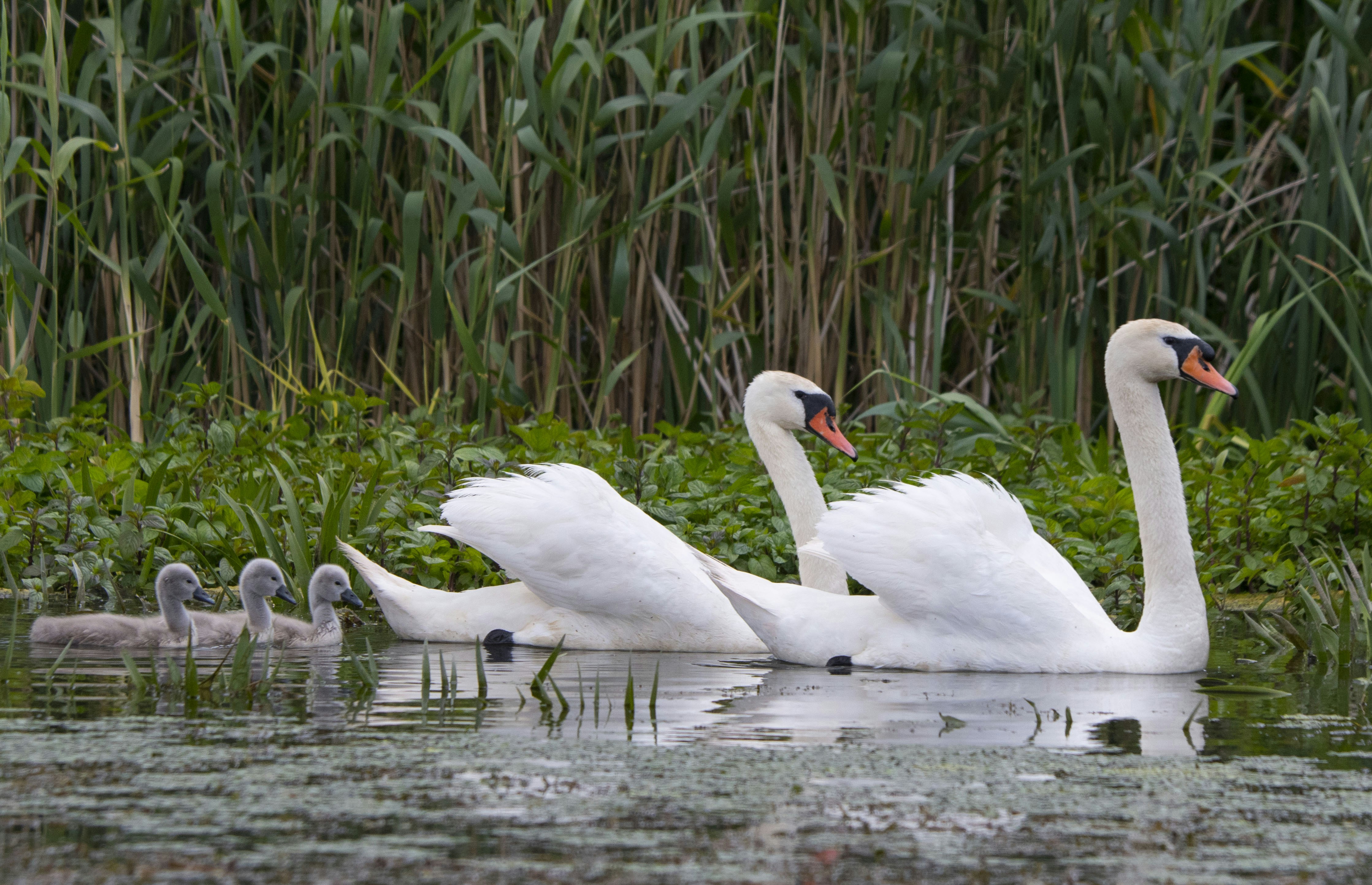 Photo by strinoiumarian