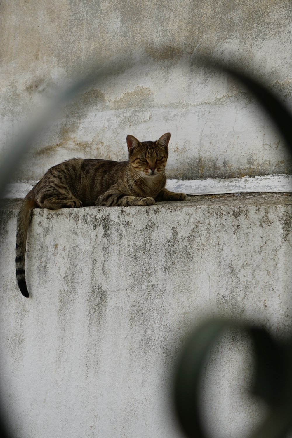 a cat lying on a ledge