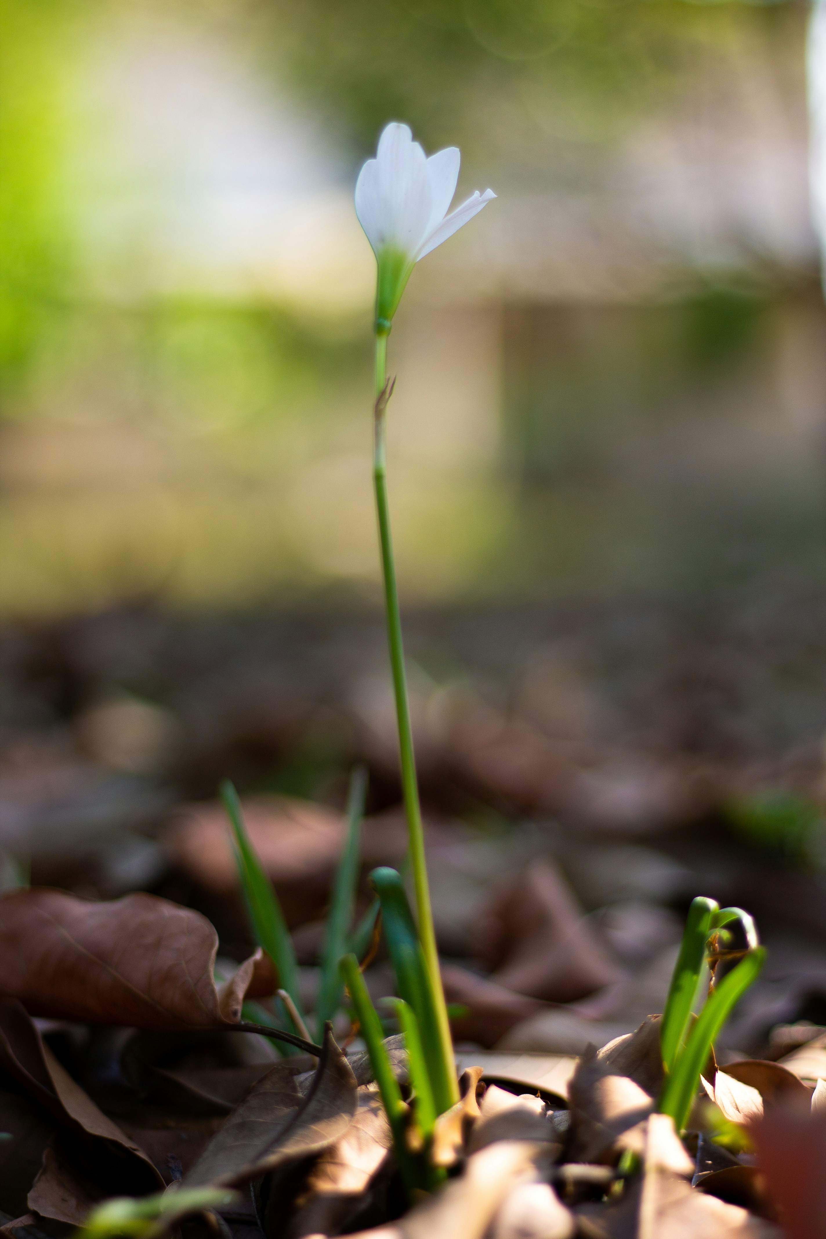 una flor blanca con hojas verdes