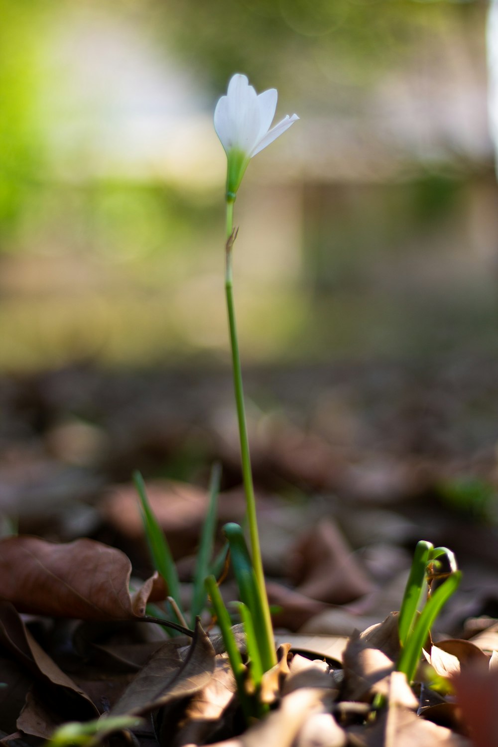 a white flower with green leaves