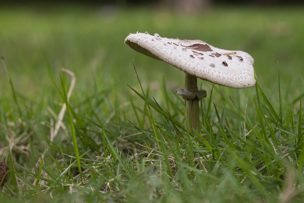 a mushroom growing in grass