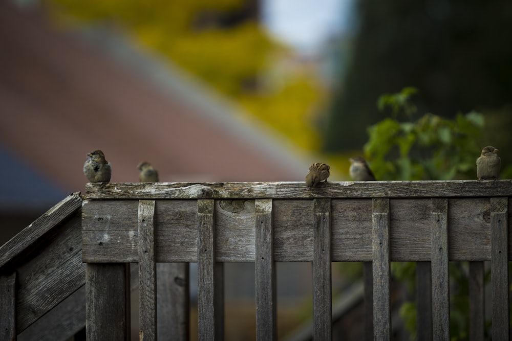 a group of birds sit on a fence