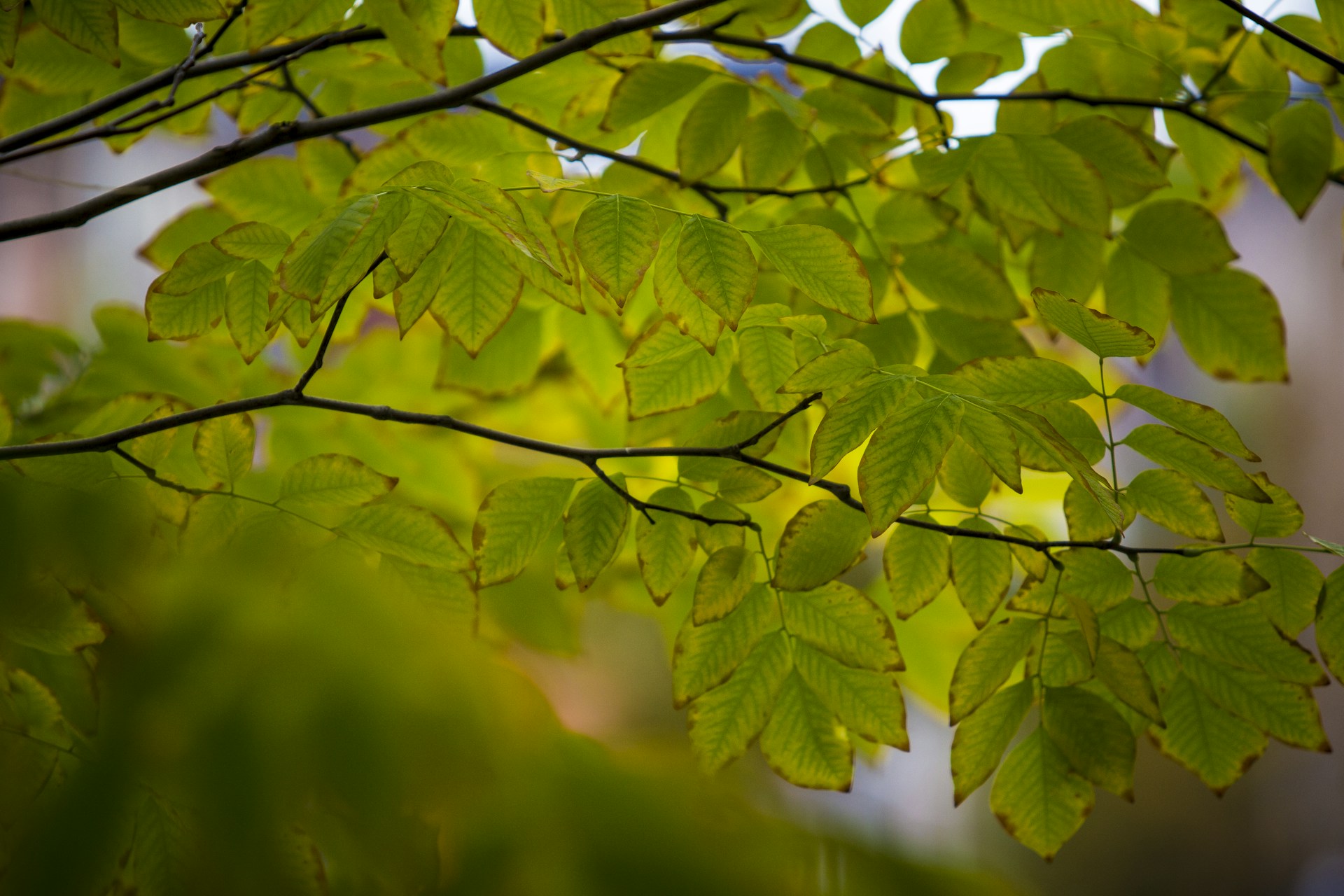 a group of green leaves