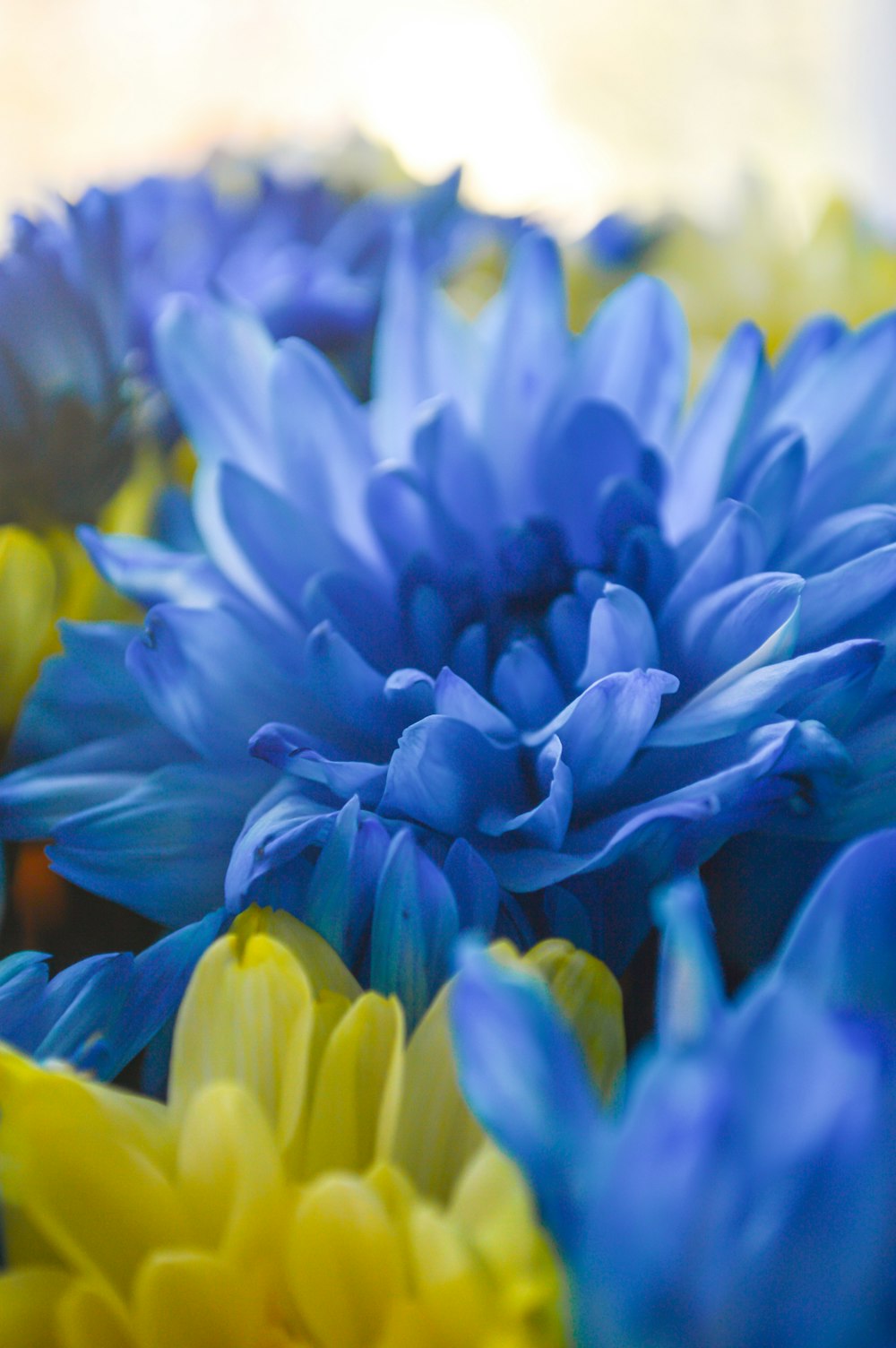 a close up of some flowers