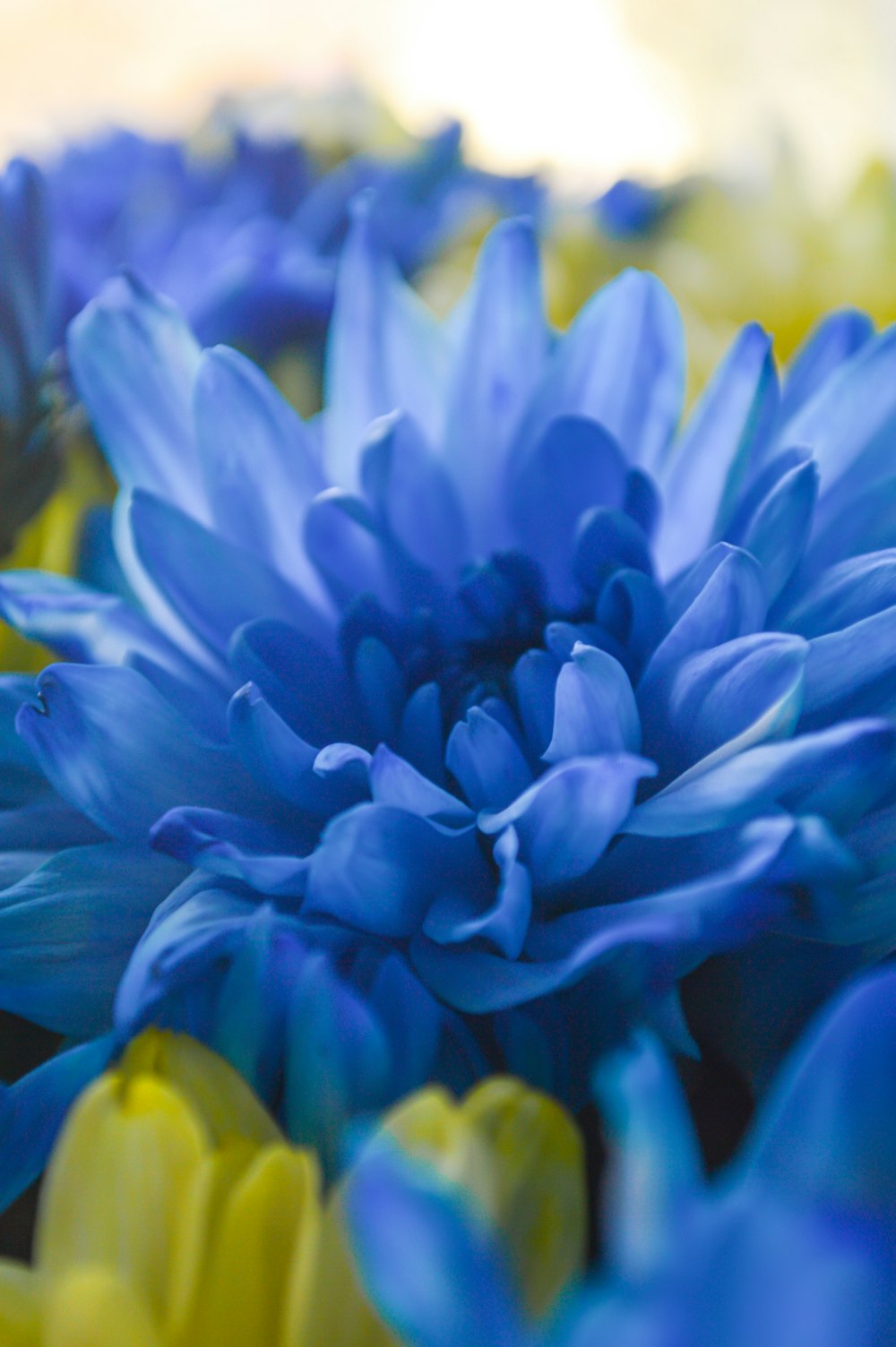 a close up of a blue flower