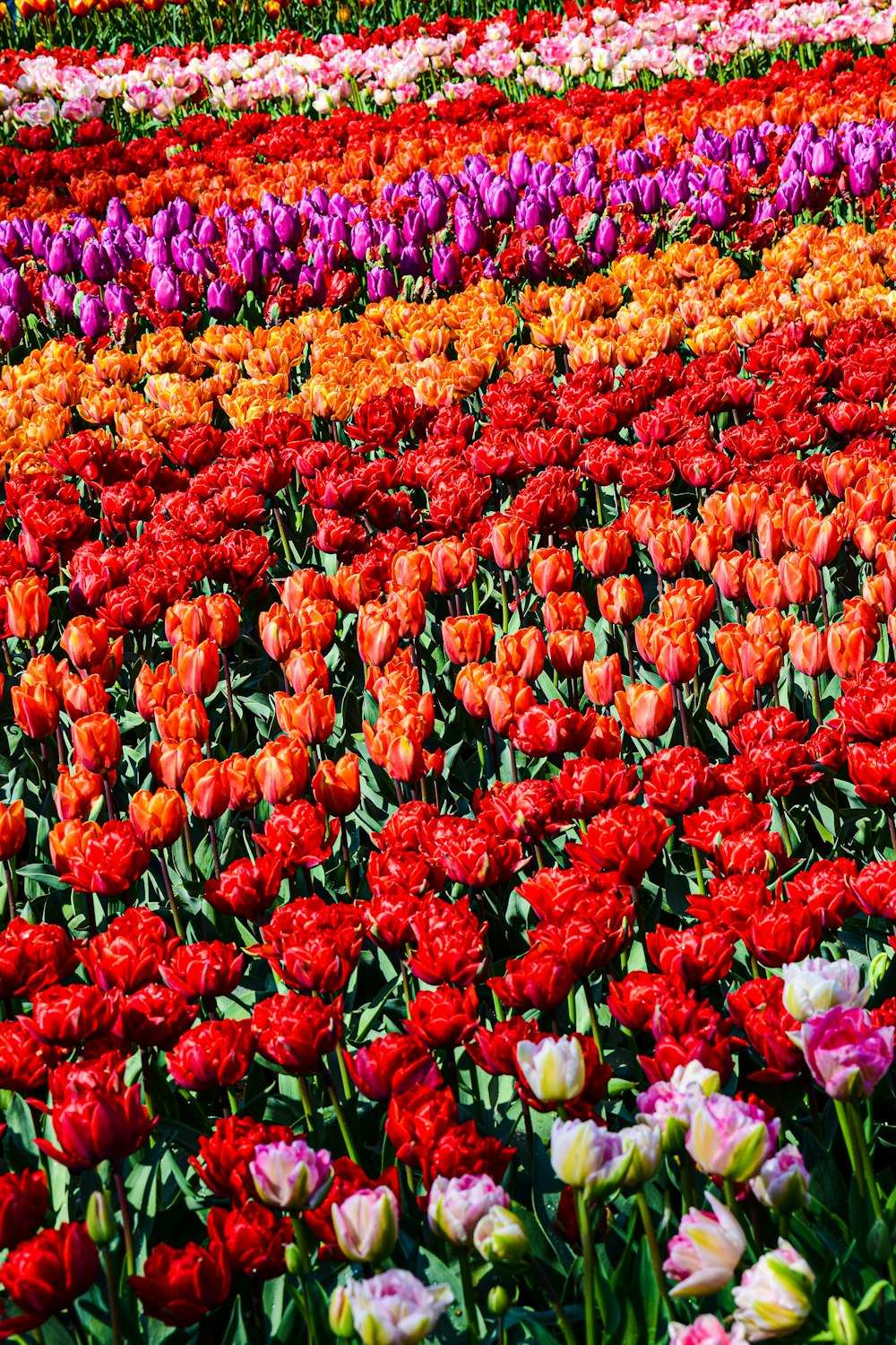 a field of colorful flowers