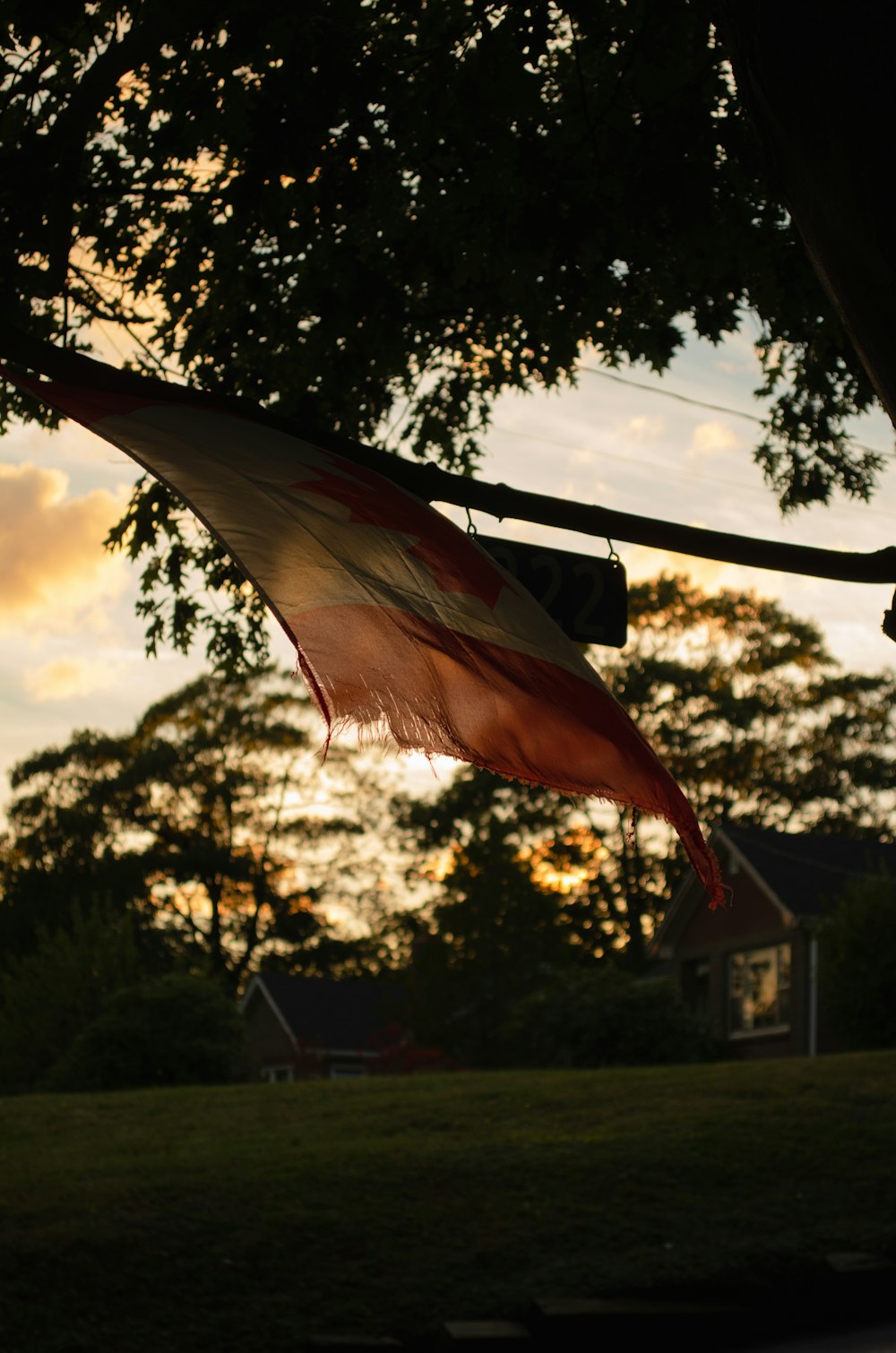 a hammock from a tree