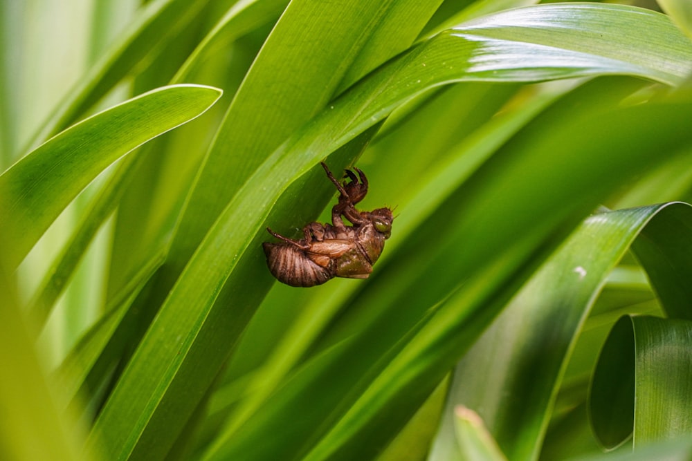 a small insect on a leaf