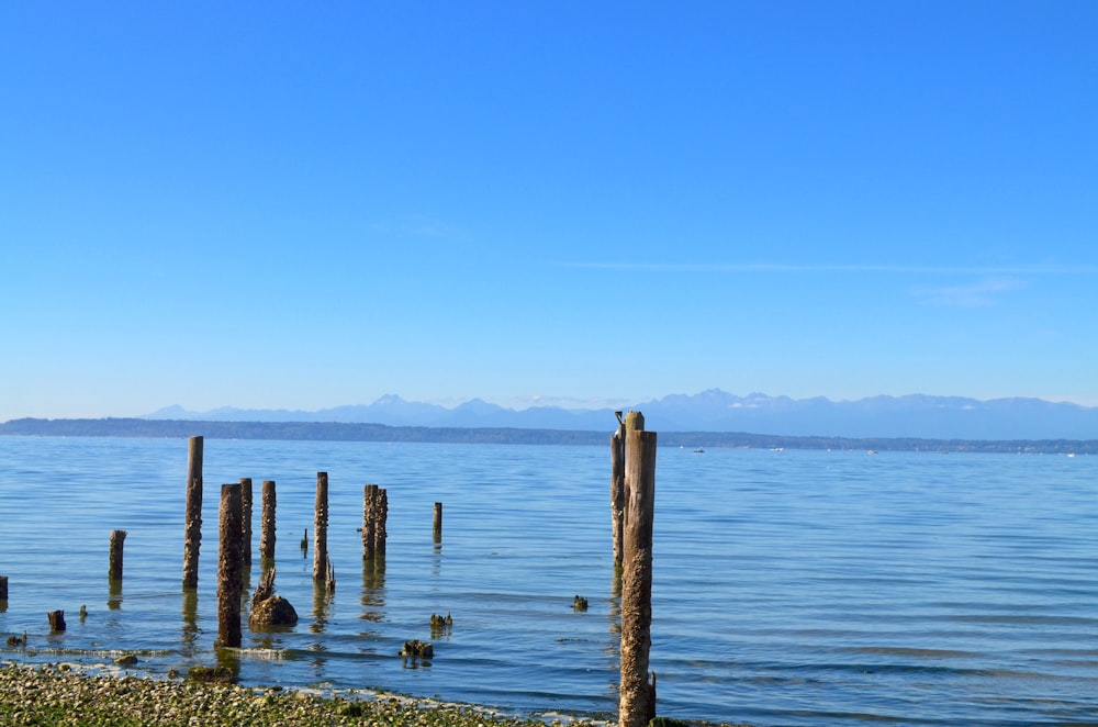 uno specchio d'acqua con un gruppo di pali di legno in esso