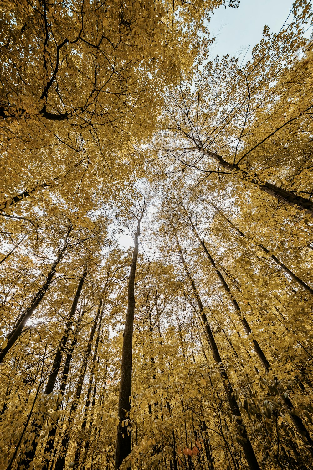 a group of trees with yellow leaves