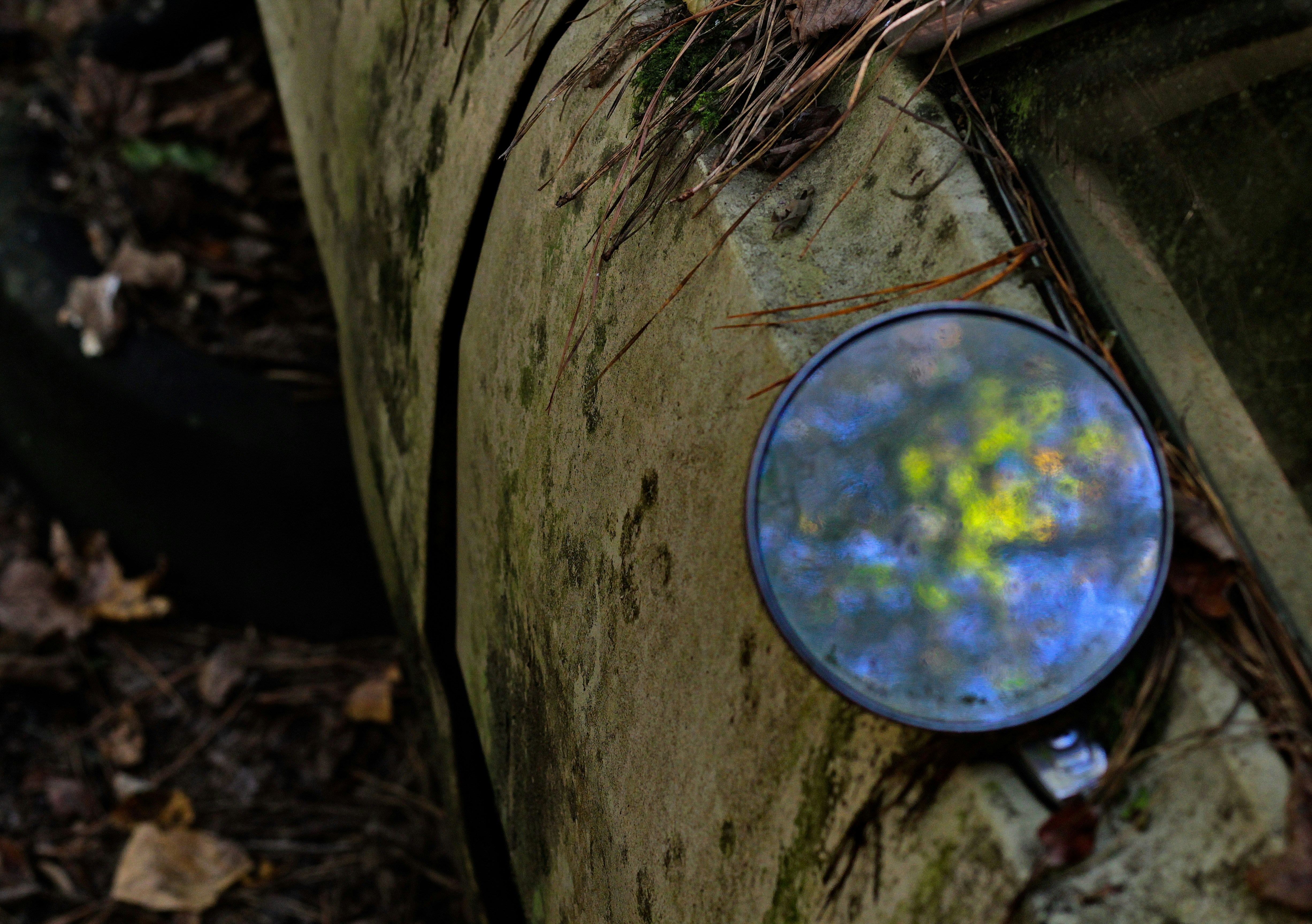 a round blue object on a tree