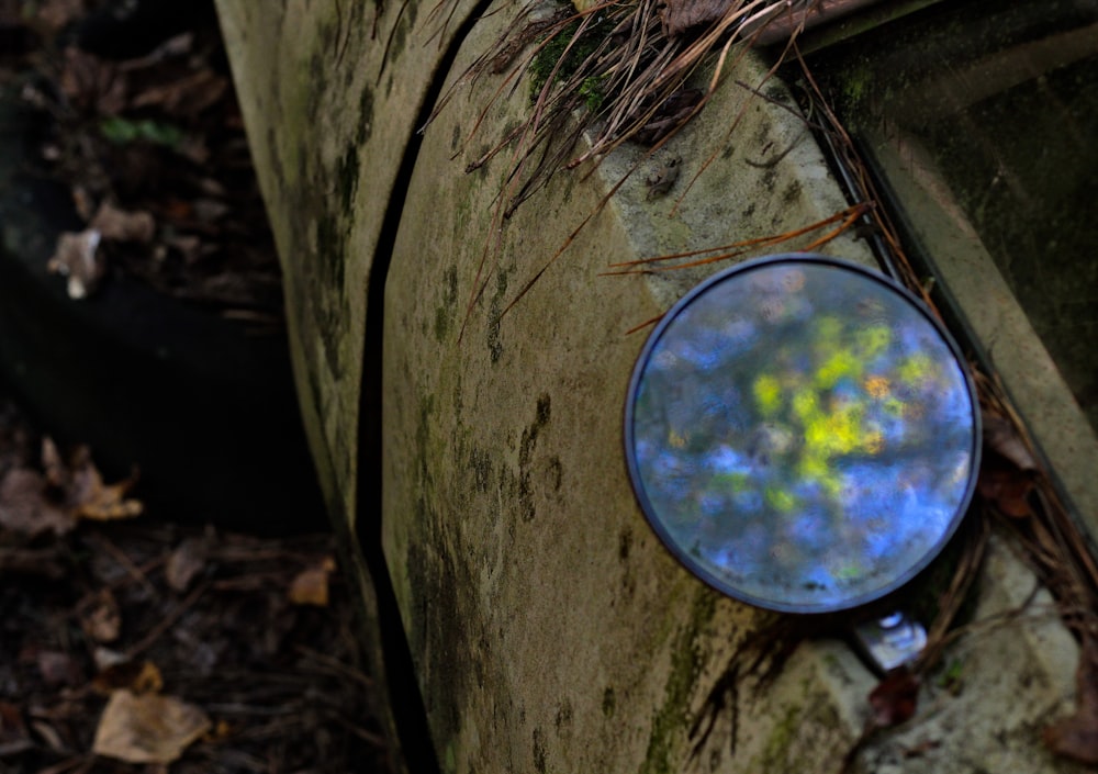 a round blue object on a tree