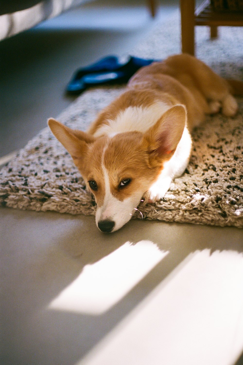 a dog lying on a rug
