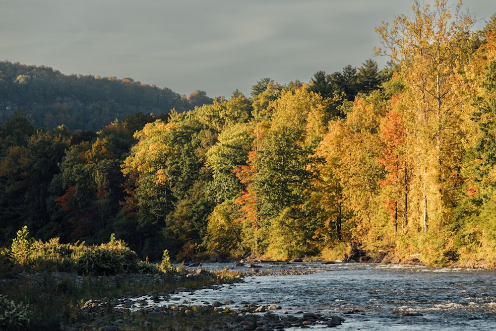 a river with trees on the side