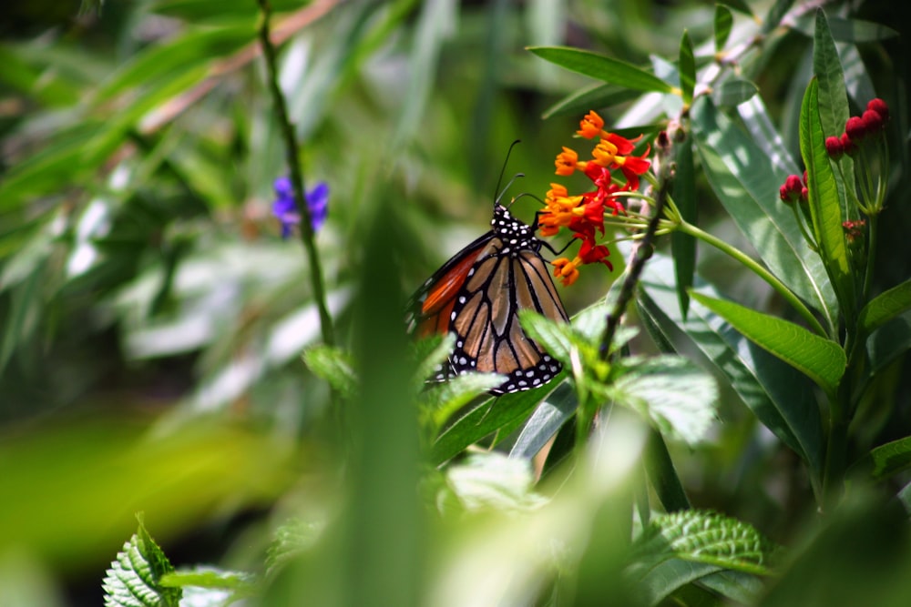 a butterfly on a flower